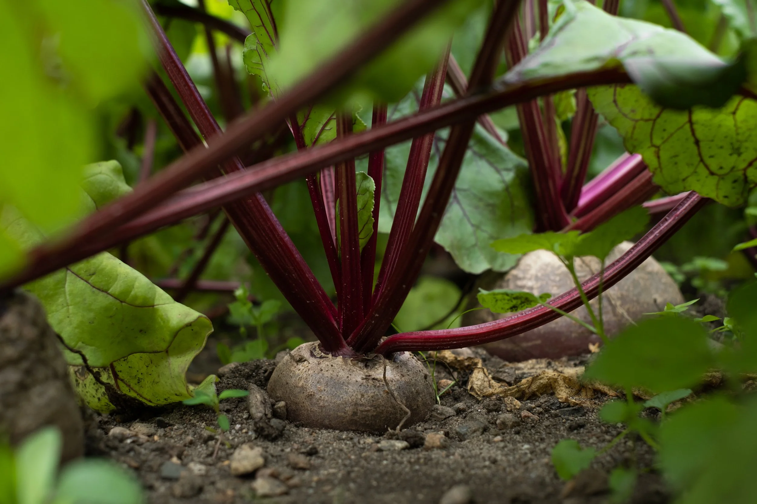 Rote Beete