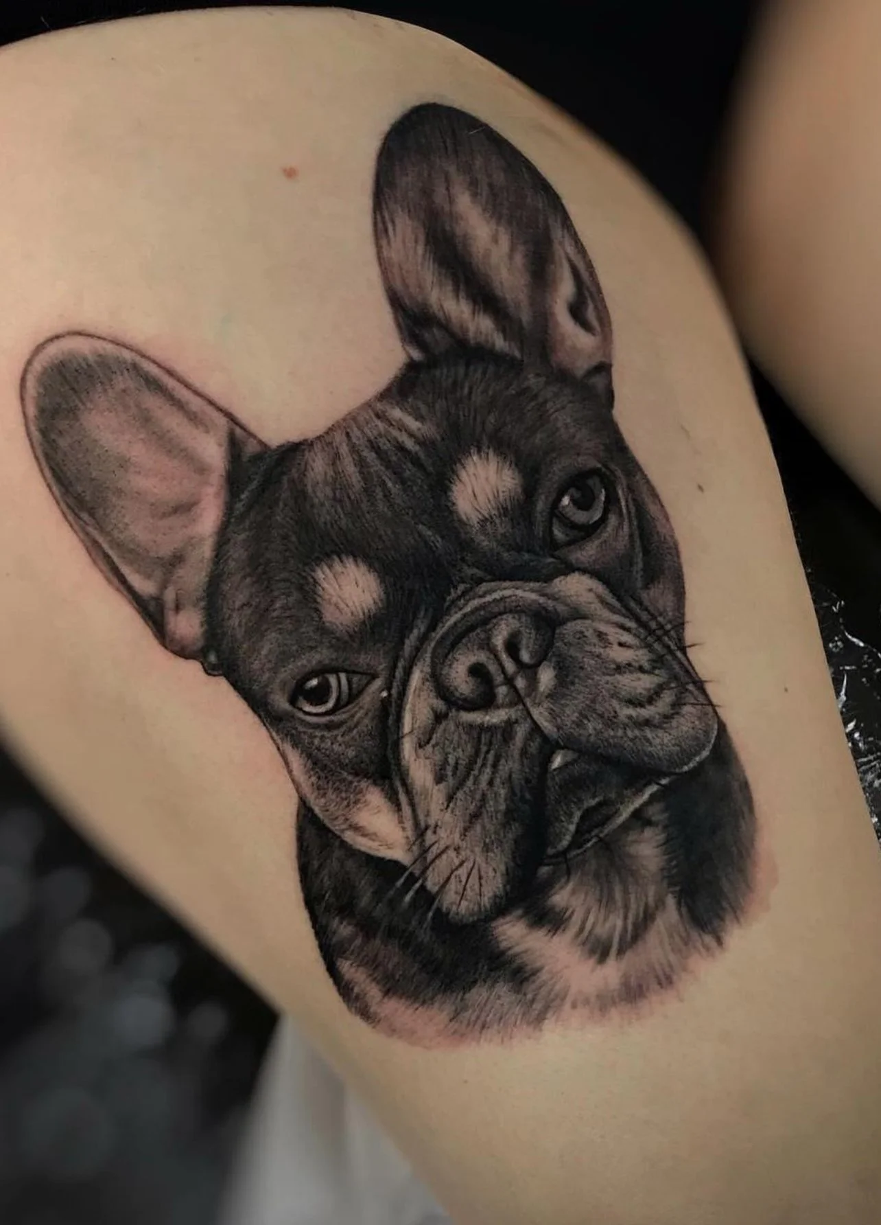 Black and gray tattoo of a French Bulldog on skin.