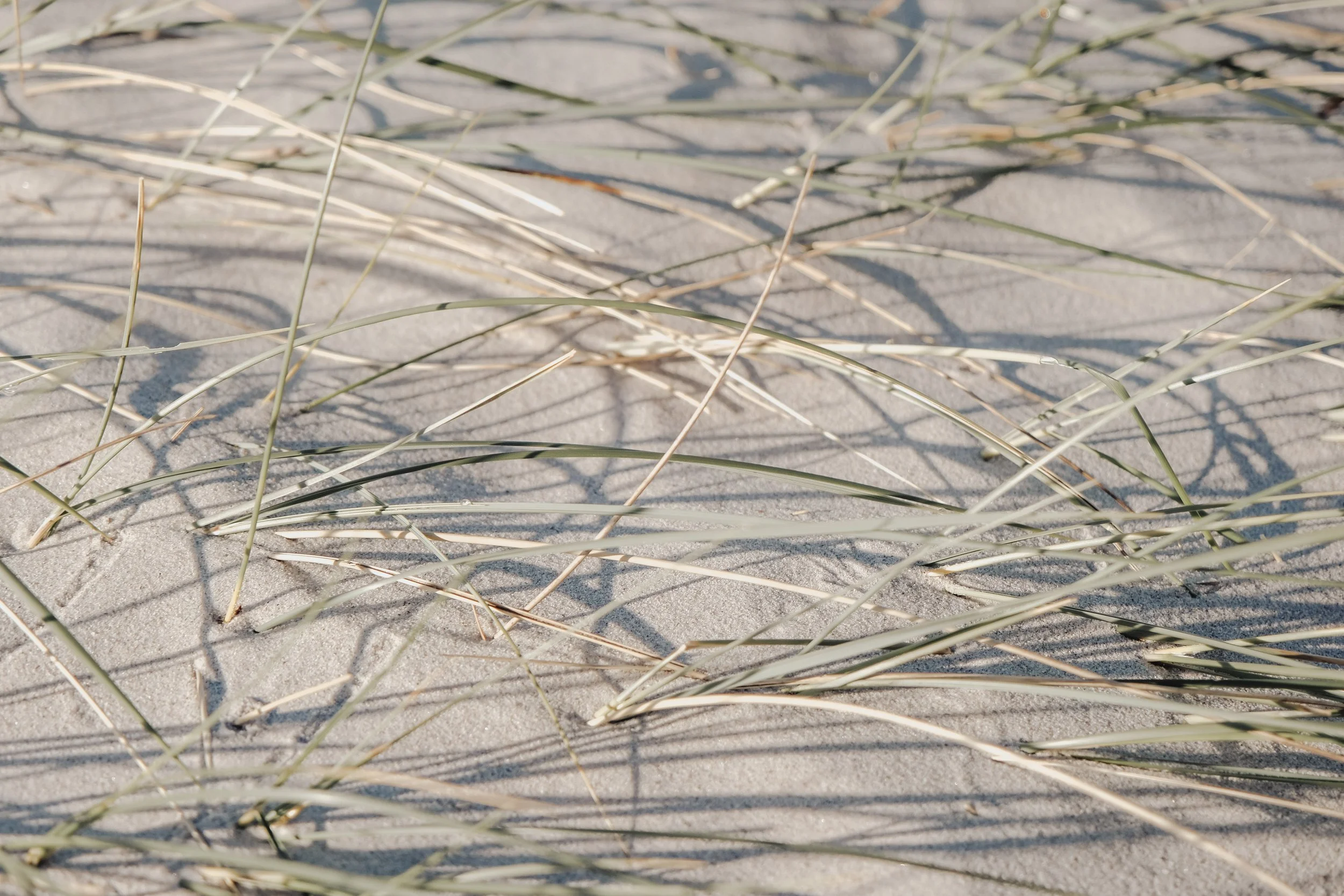 Close-up of sandy beach with scattered dried grass blades and shadows on the sand.