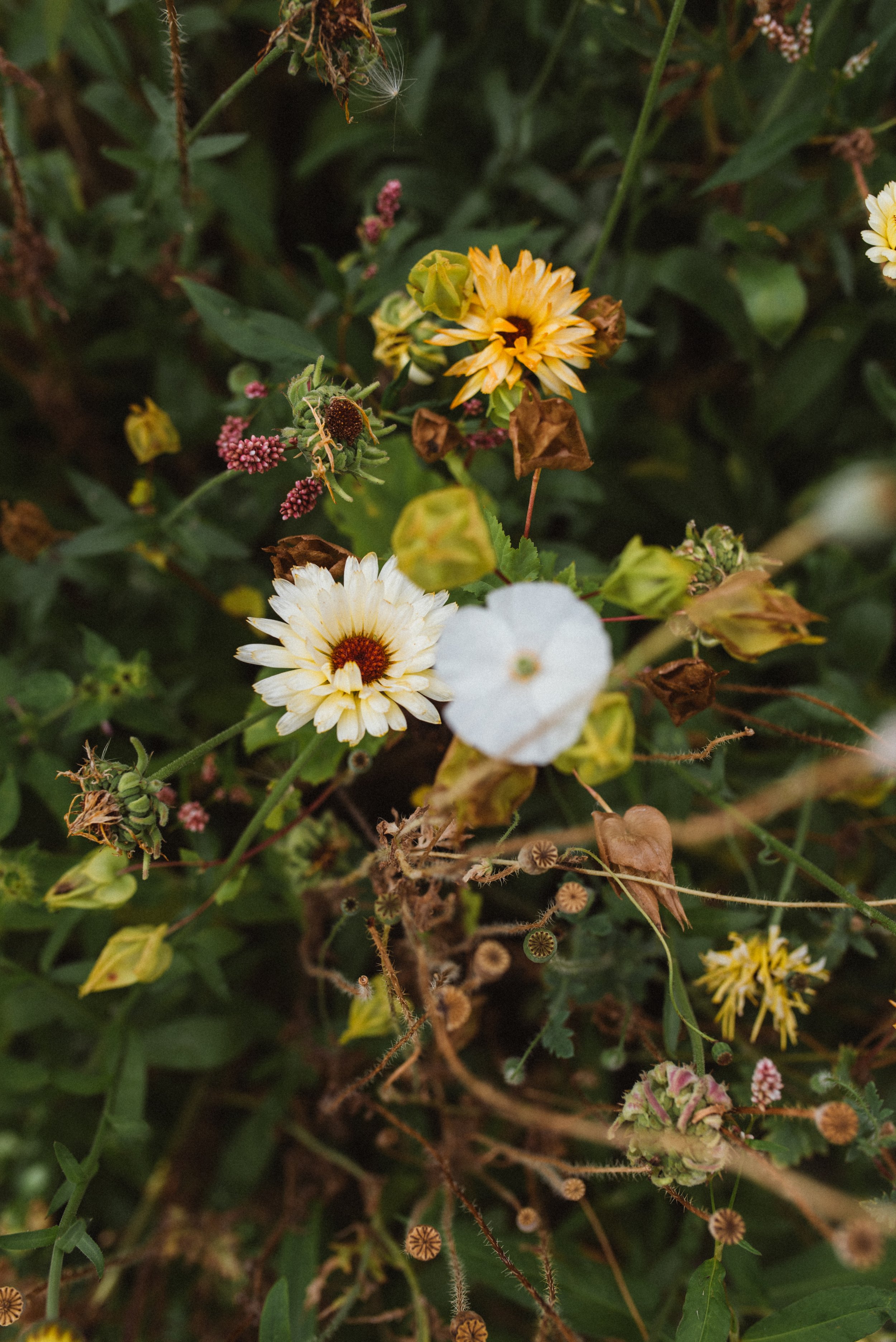 100 days of paper flowers kathryn taylor.jpg
