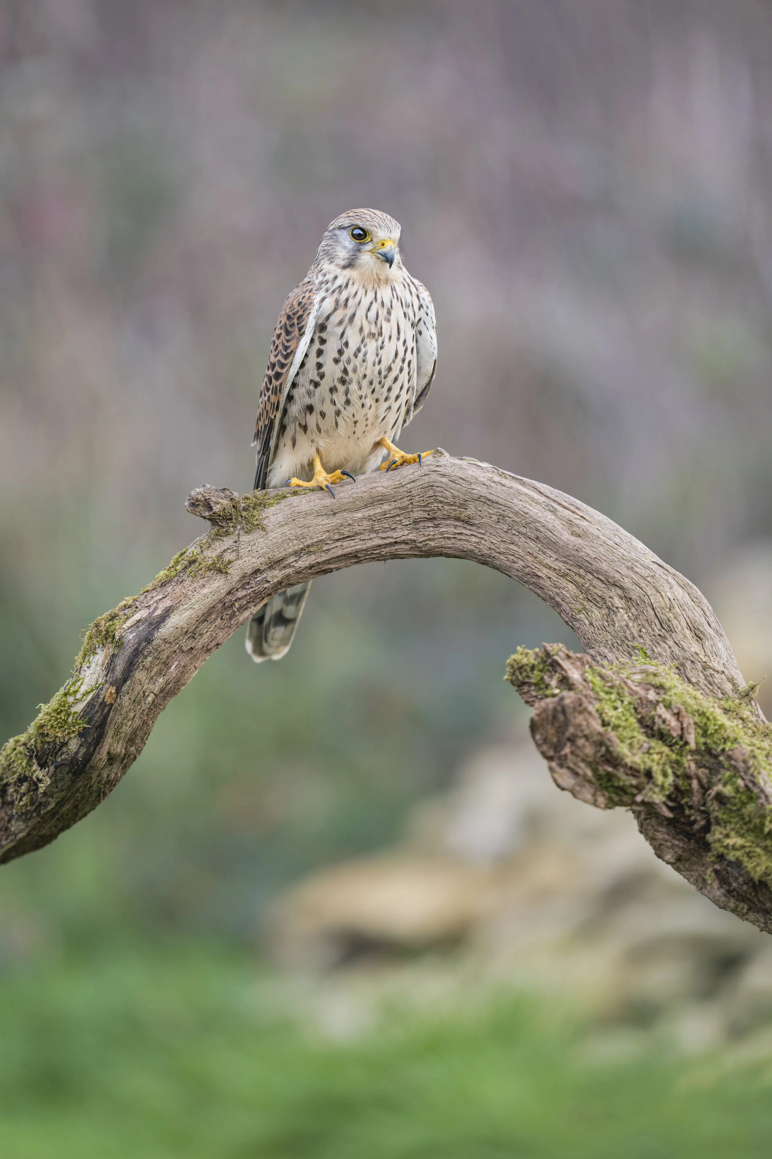 Kestrel
Falco tinnunculus
