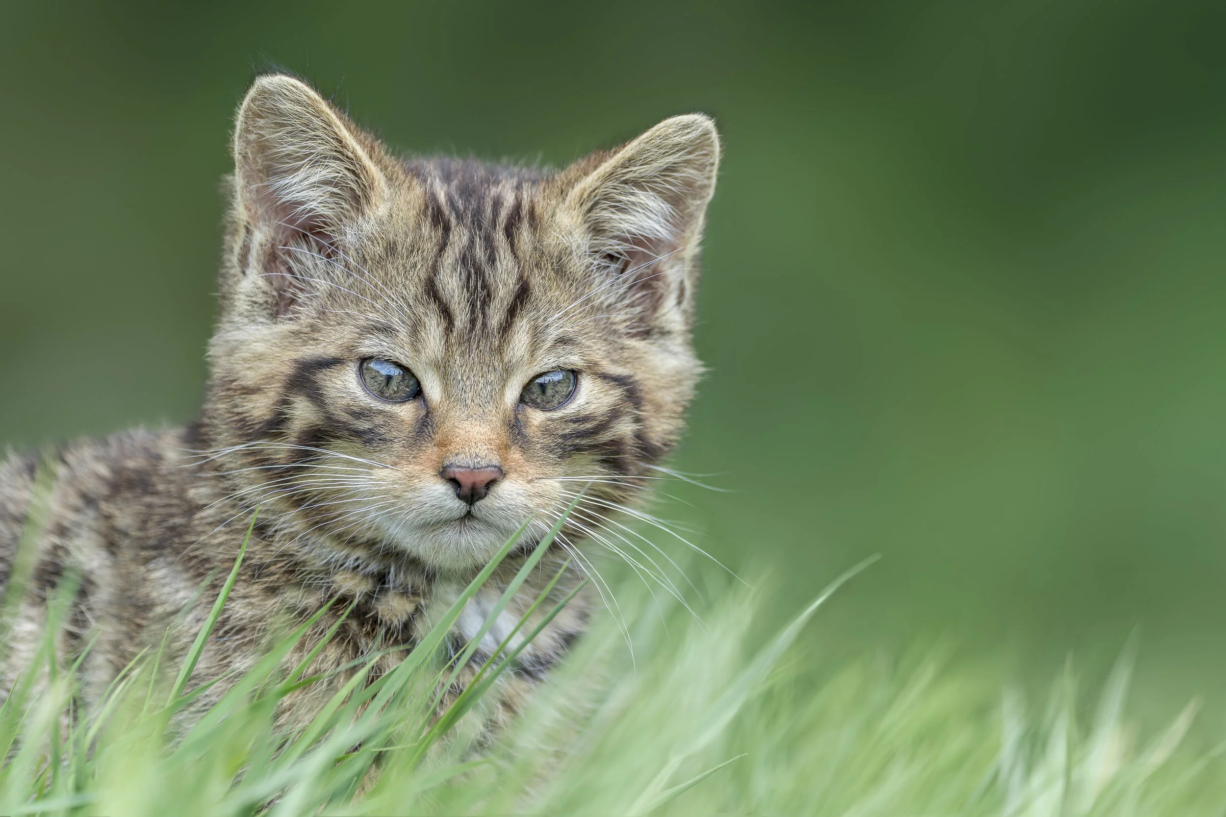 Scottish Wildcat_Westcountry Wildlife Photography Centre_A7403820.jpg