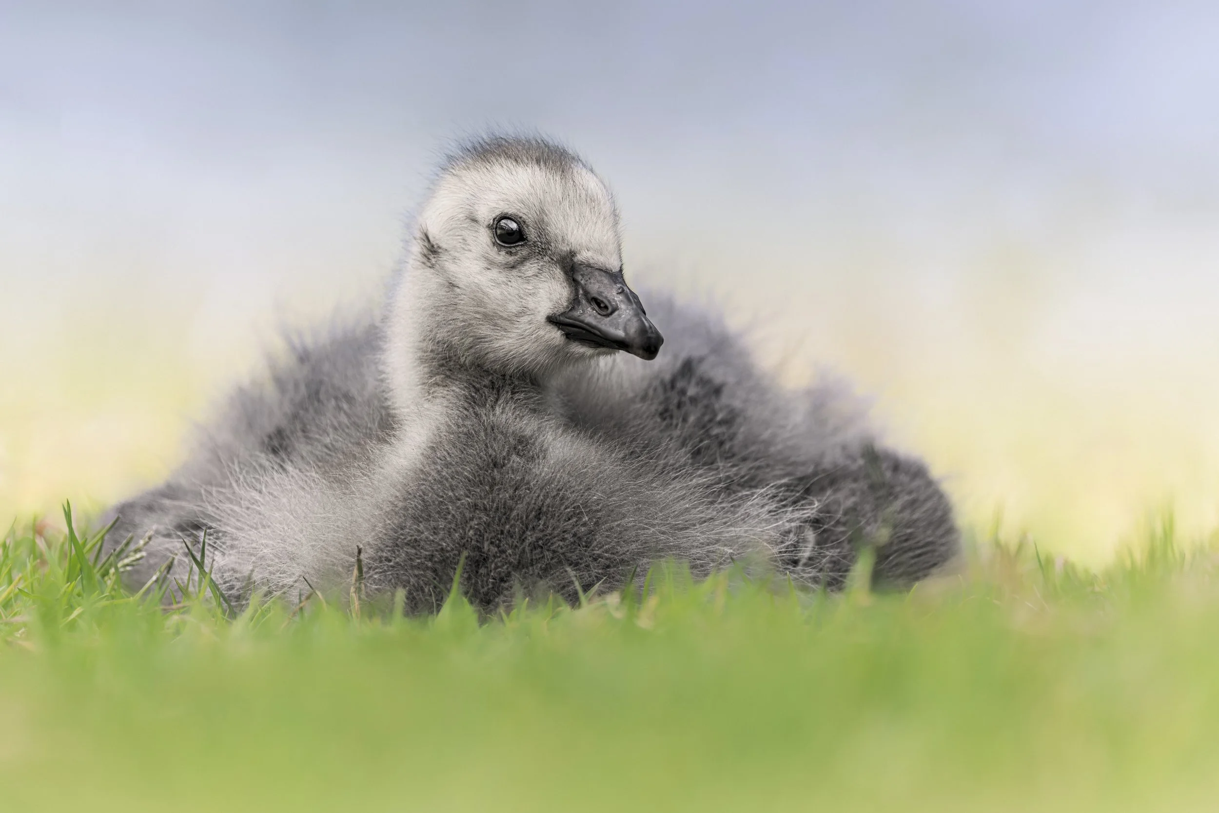 Cape Barren Gosling
Axe Valley Wildlife Park
