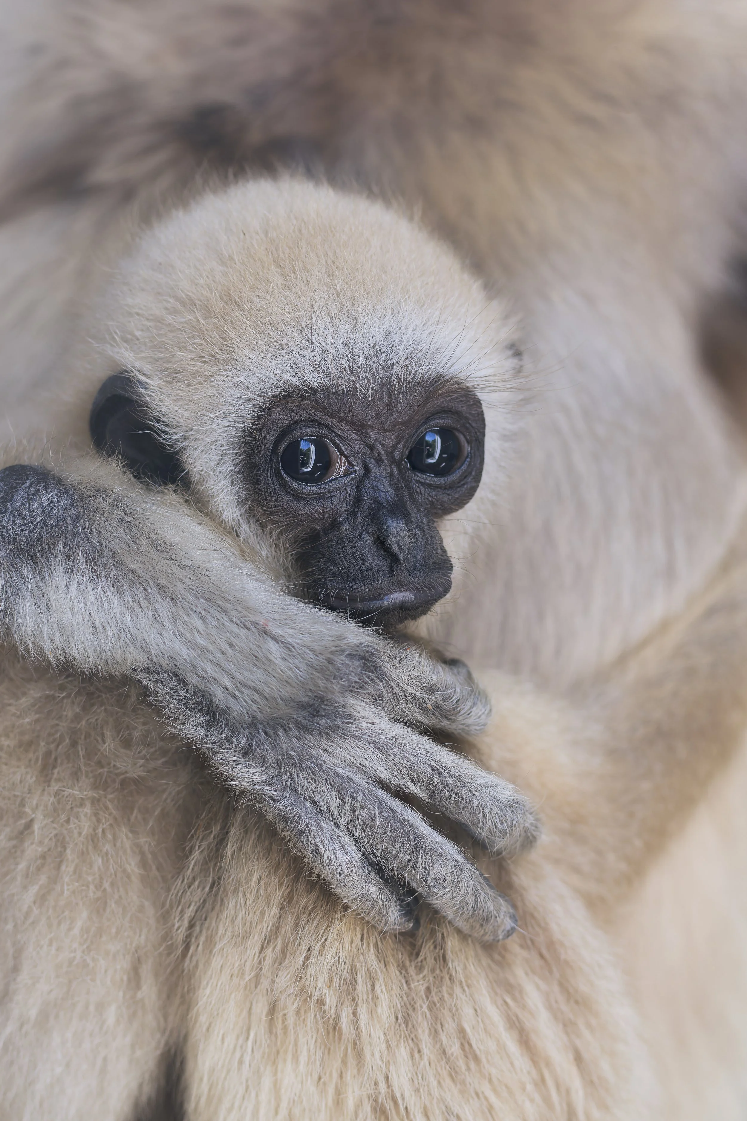 Lar Gibbon Baby
Exmoor Zoo