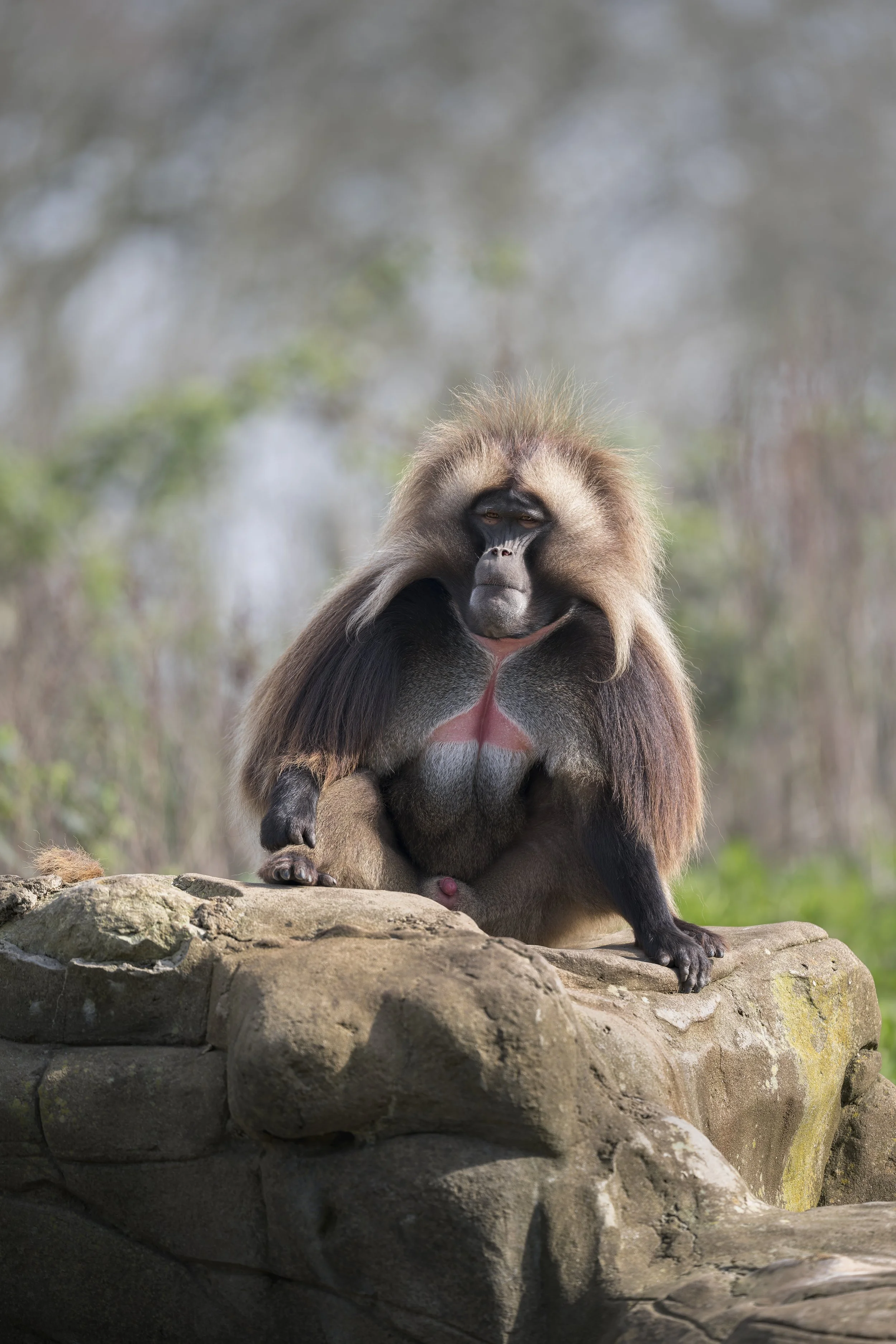 Gelada
Bristol Zoo