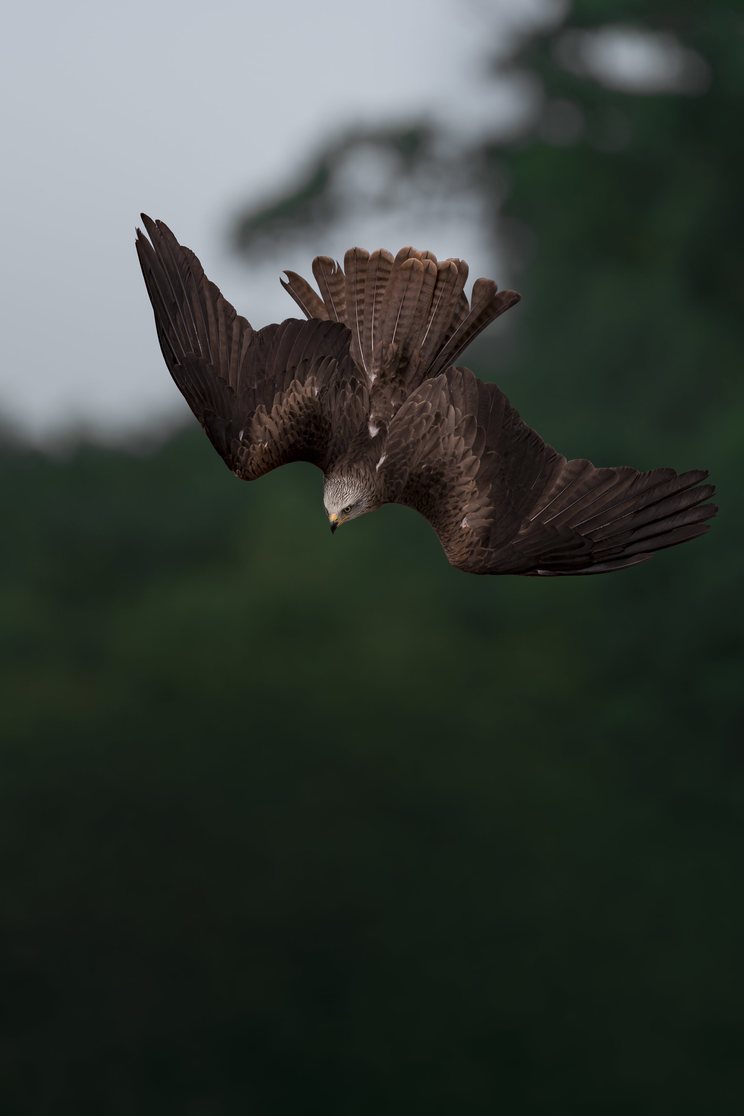 Black Kite
Longleat