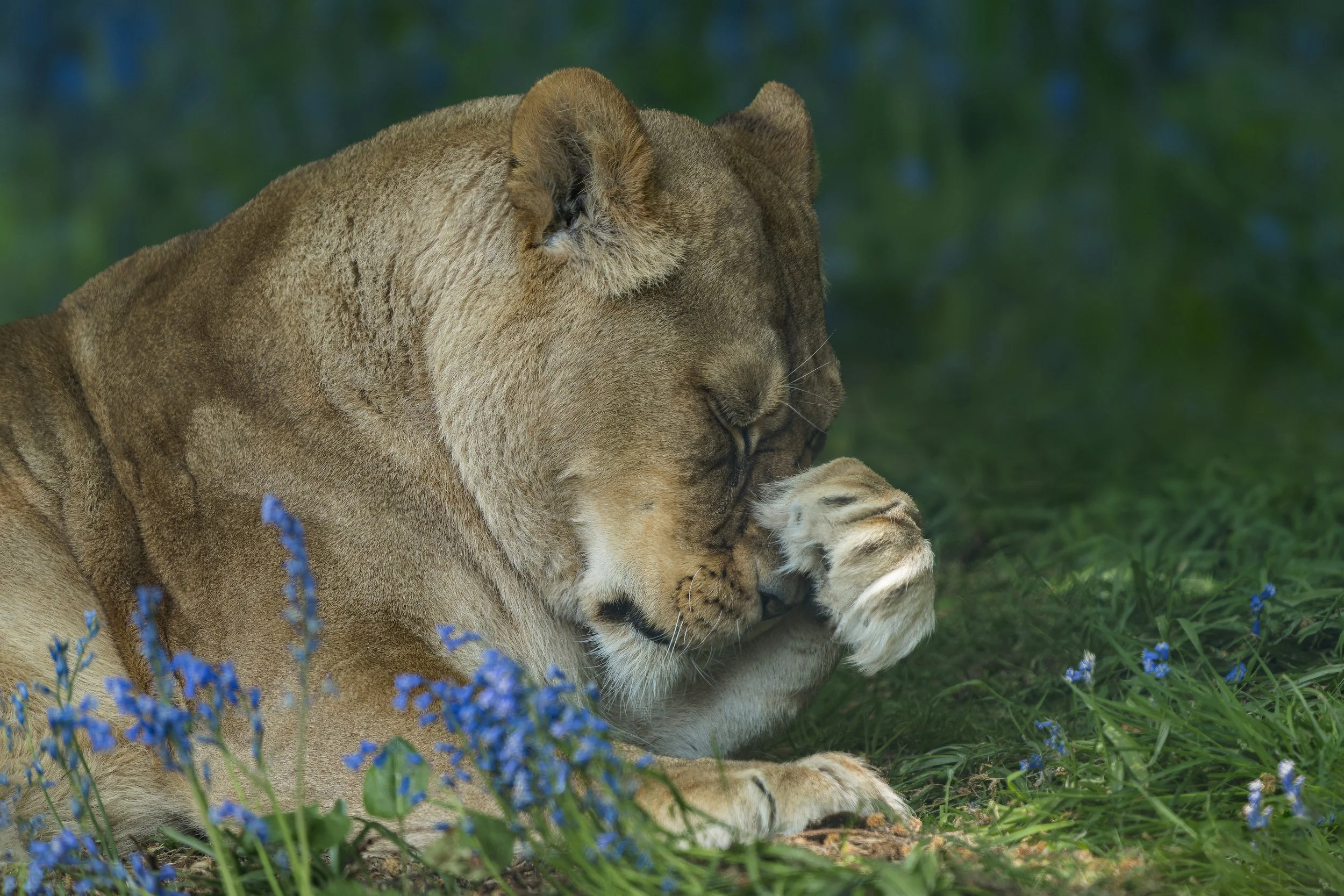 African Lion
Dartmoor Zoo