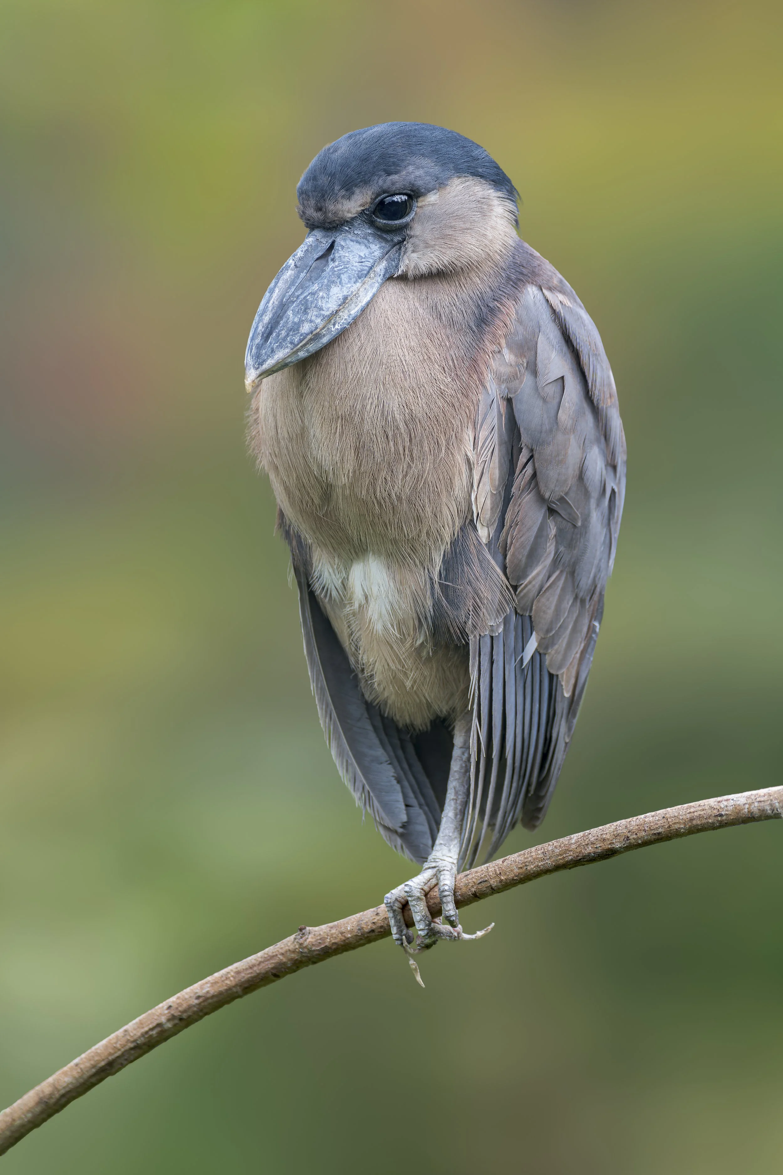 Boat-Billed Heron
Exmoor Zoo