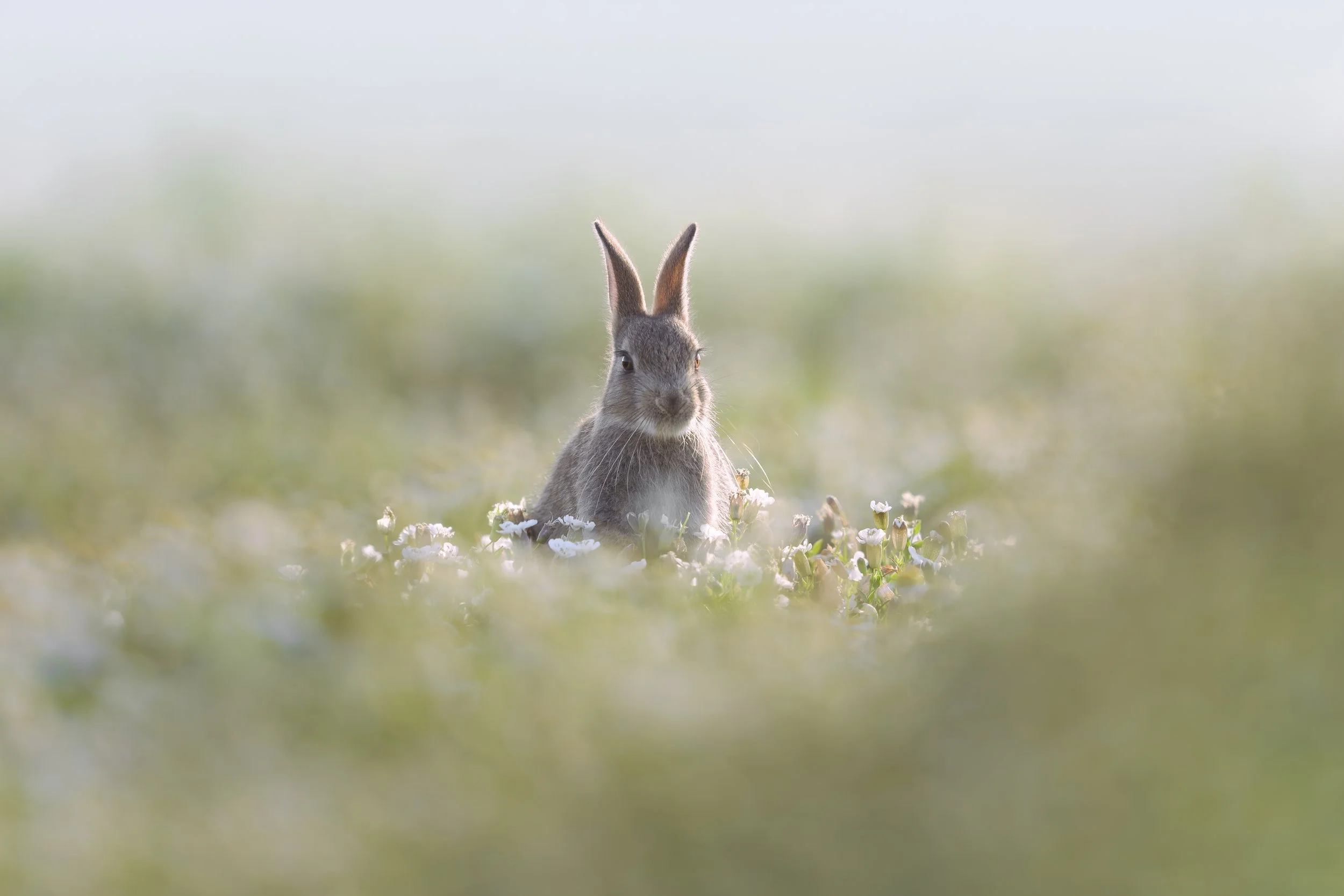 Rabbit
Oryctolagus cuniculus