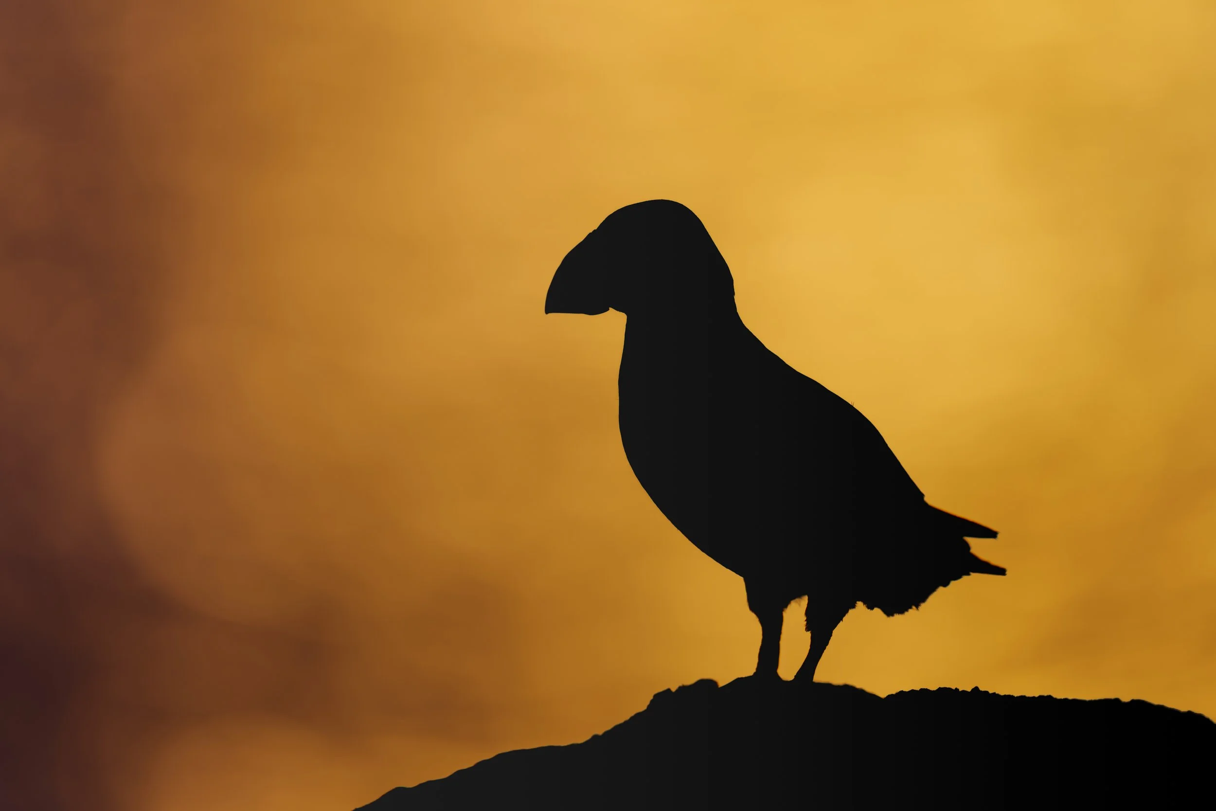 Puffin_Skomer Island_A123116.jpg