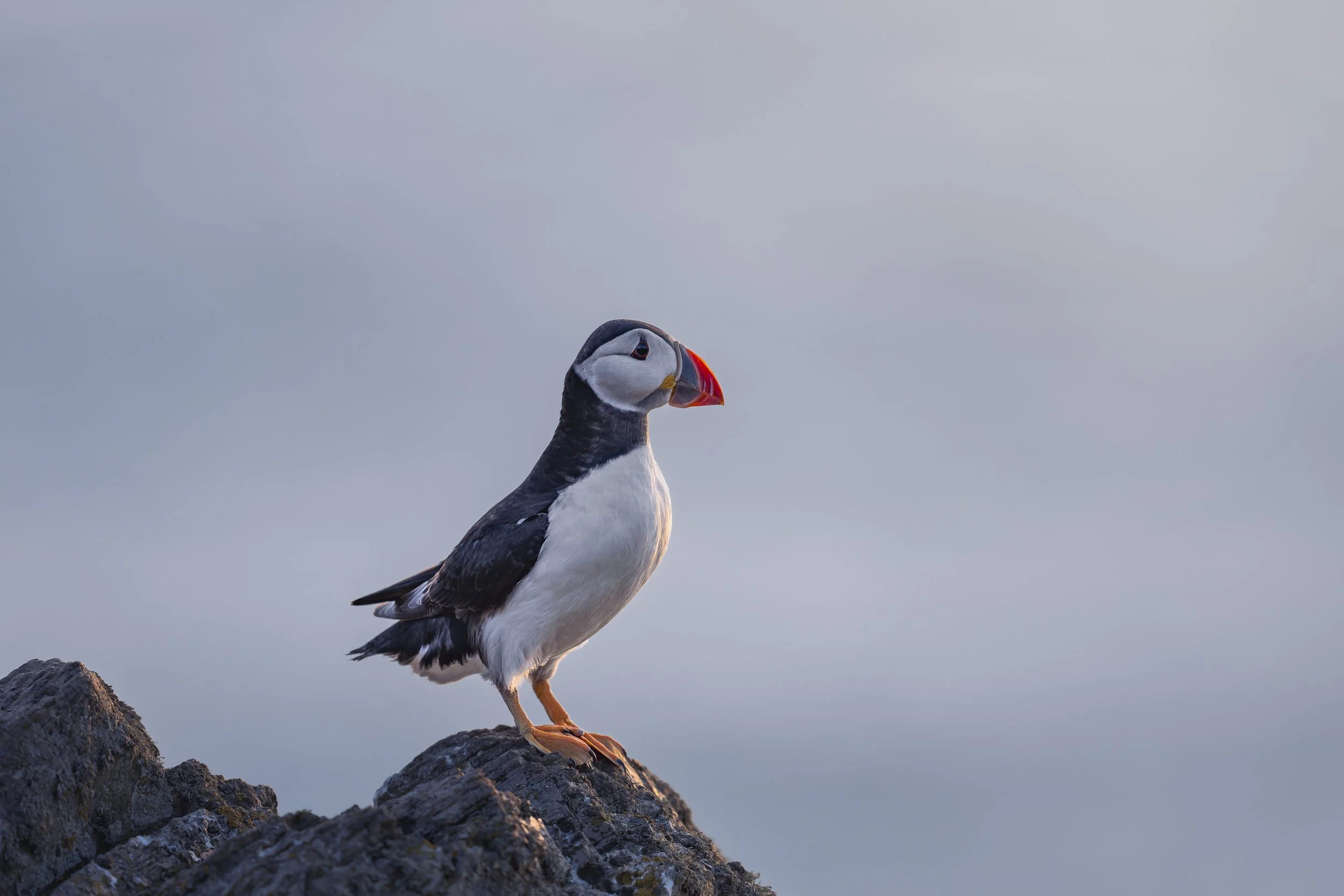 Puffin_Skomer Island_A123090.jpg