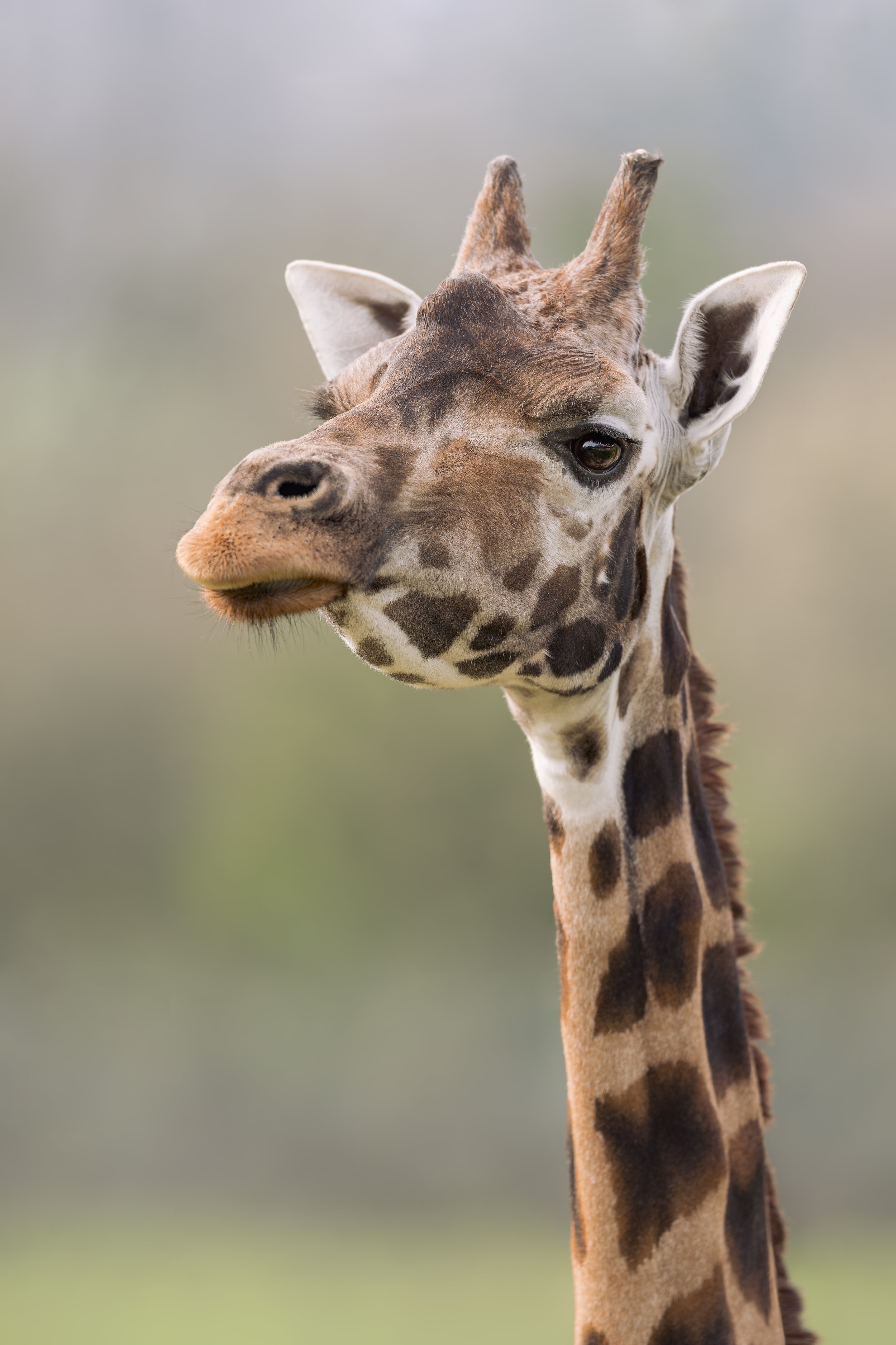 Nubian Giraffe
Longleat