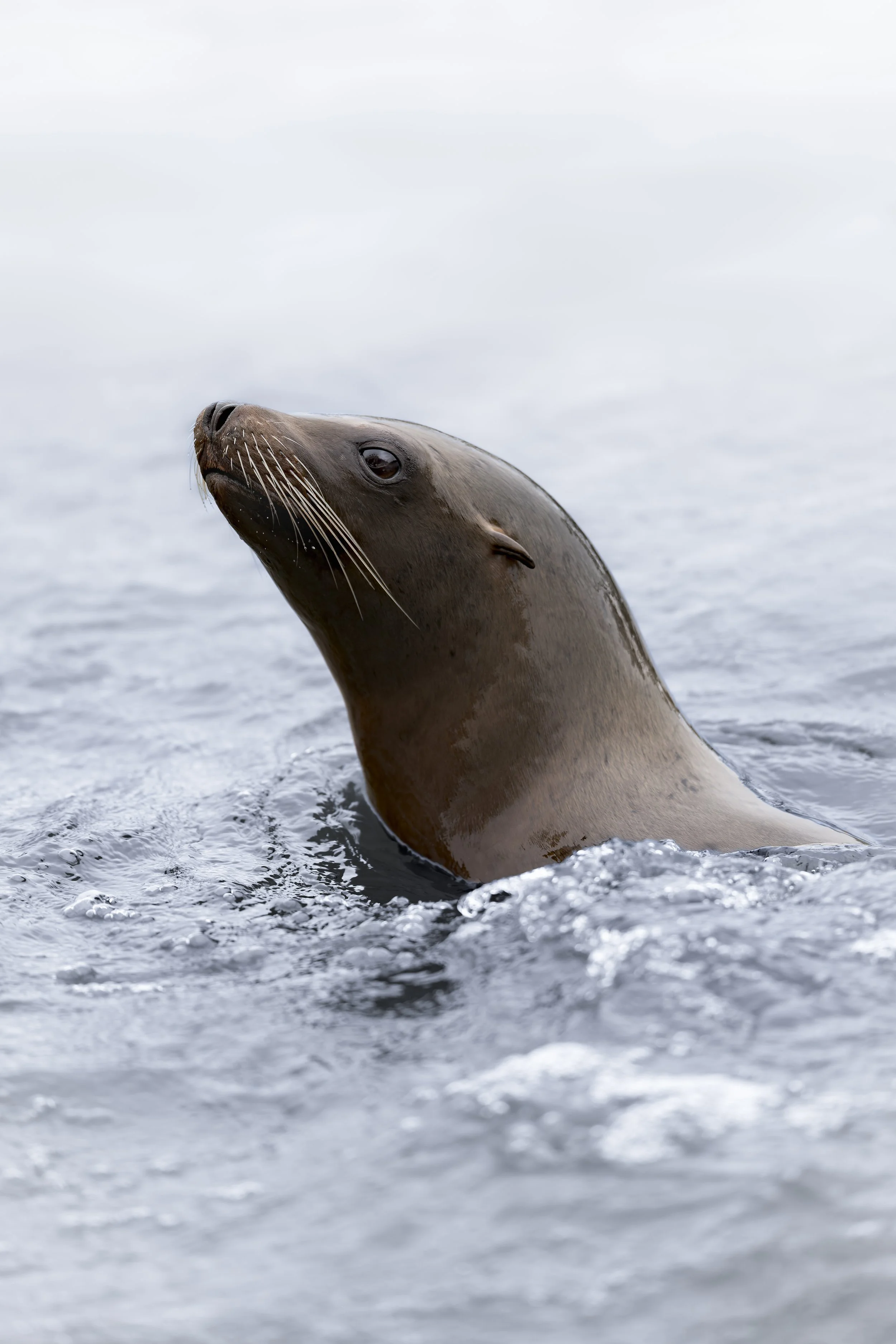 Californian Sea Lion
Longleat