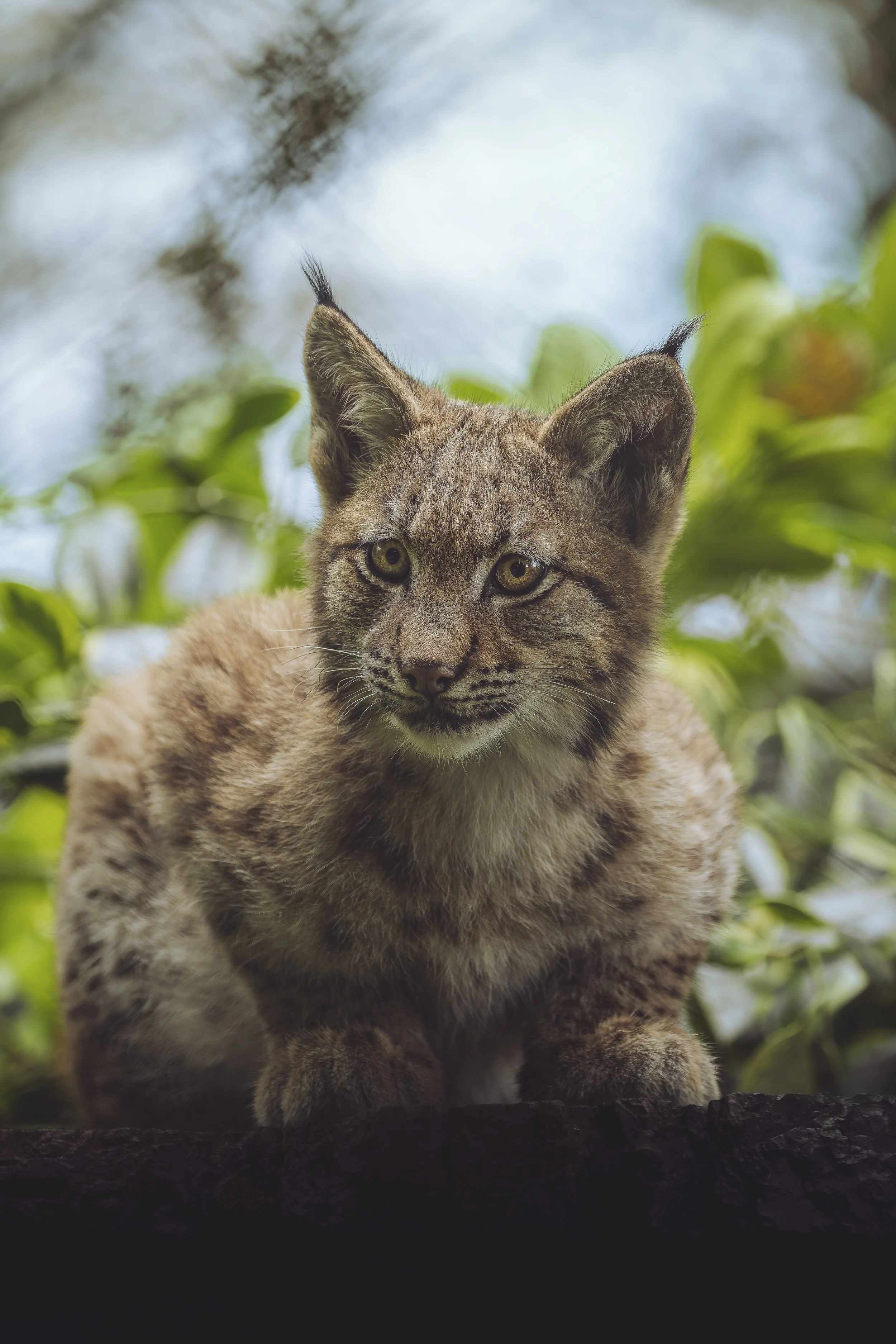Carpathian Lynx
Dartmoor Zoo