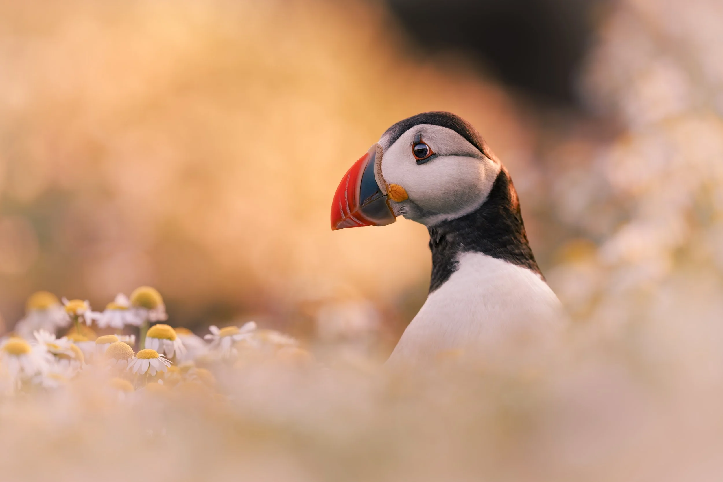 Puffin_Skomer Island_A123561.jpg