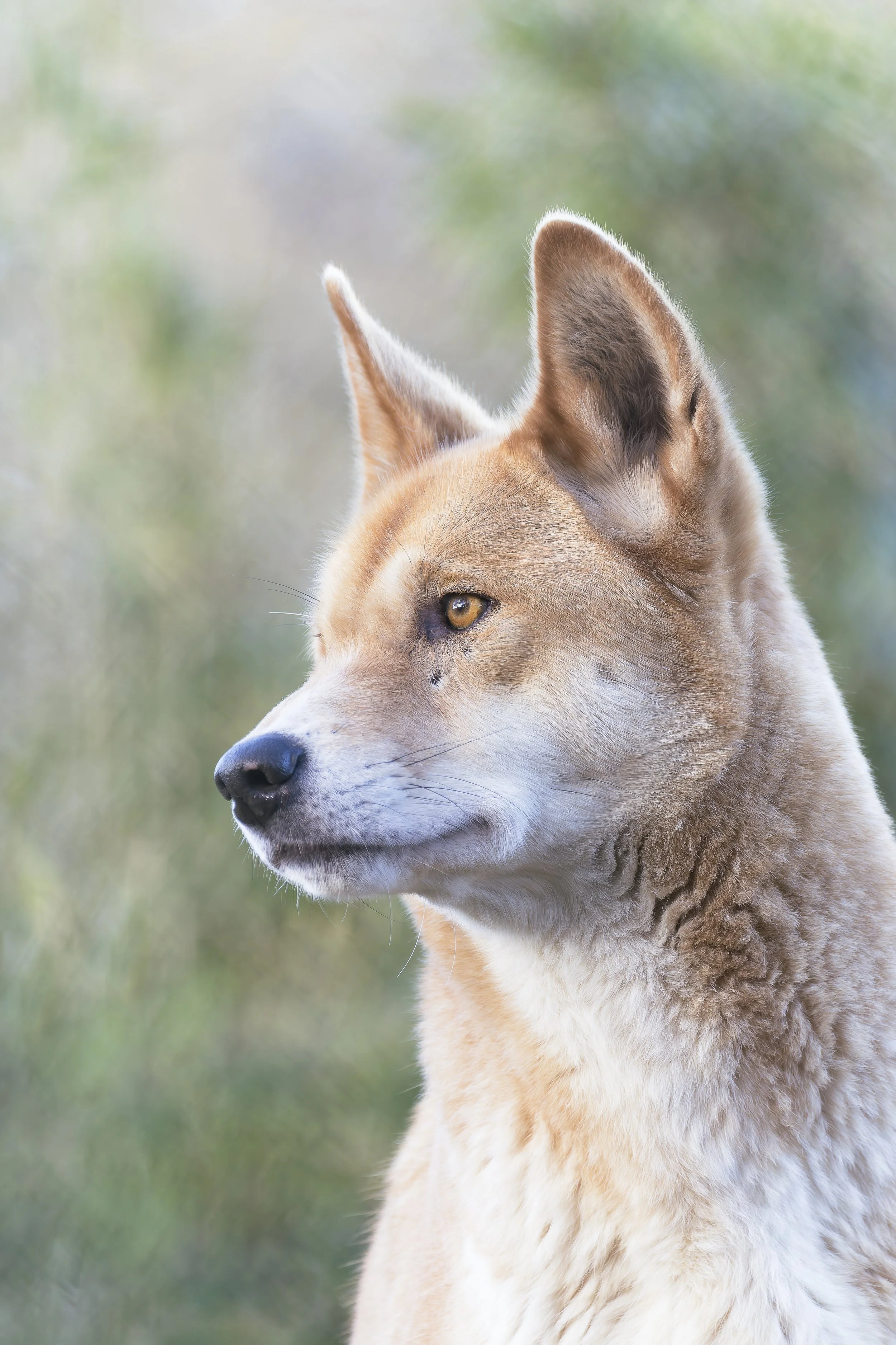Dingo
Exmoor Zoo