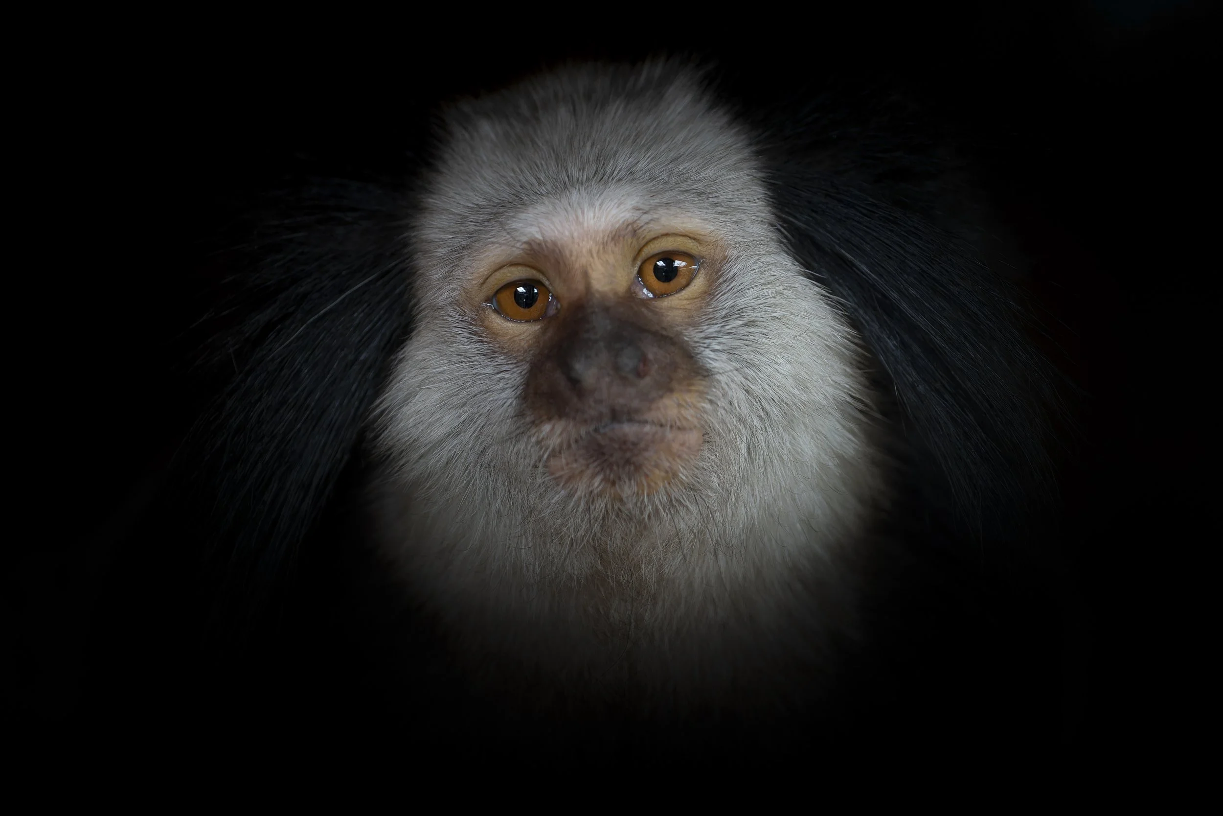 Geoffroy's Marmoset
Axe Valley Wildlife Park