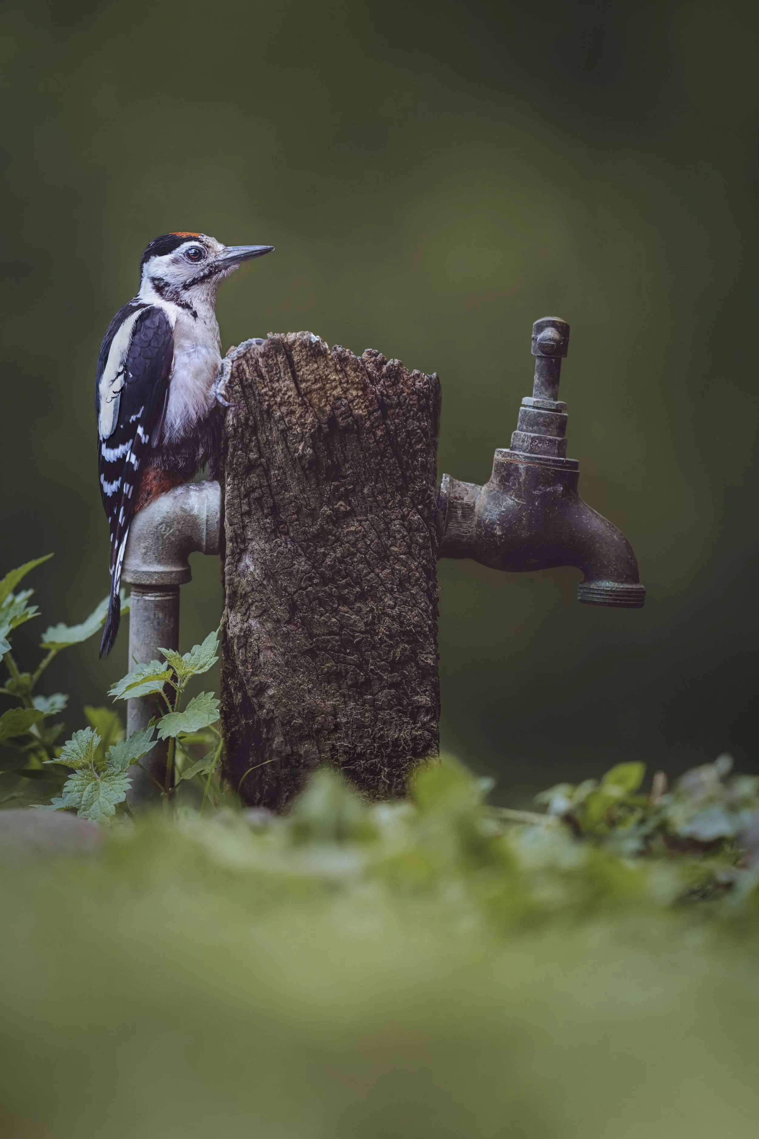 Great Spotted Woodpecker_Dean Mason's Windows on Wildlife Hide_AR507748.jpg