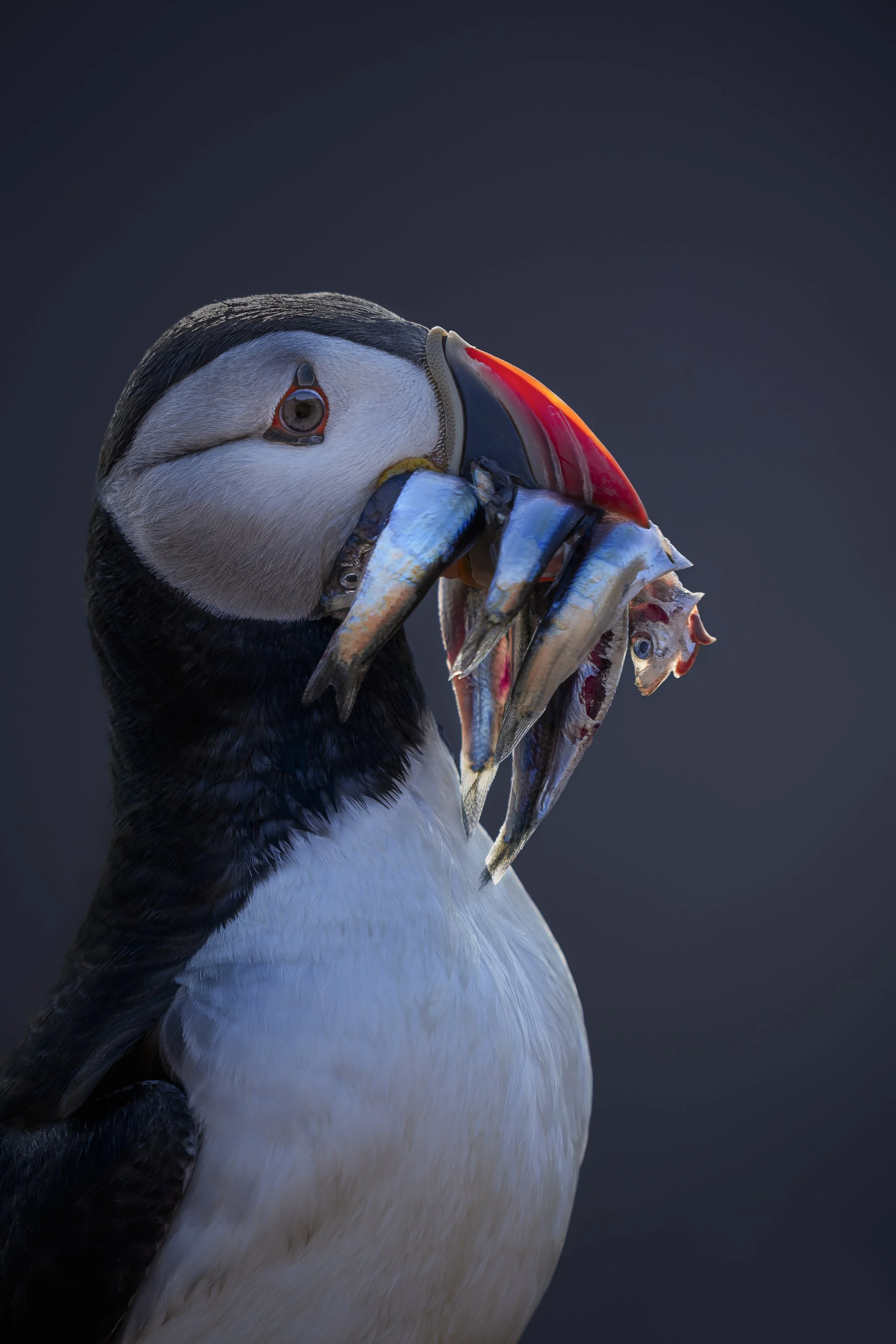Puffin_Skomer Island_A122866.jpg