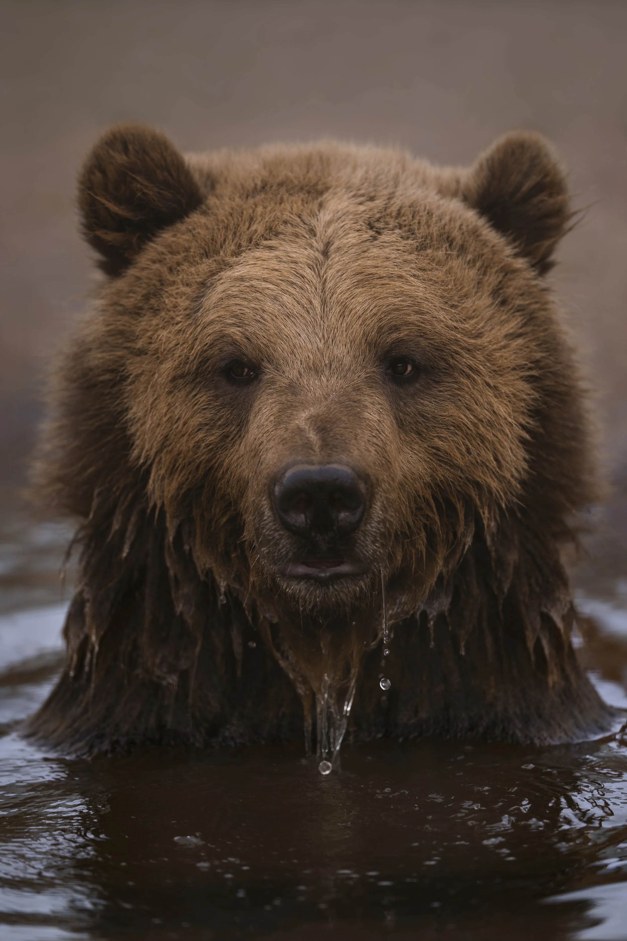 Brown Bear
Wildwood Devon