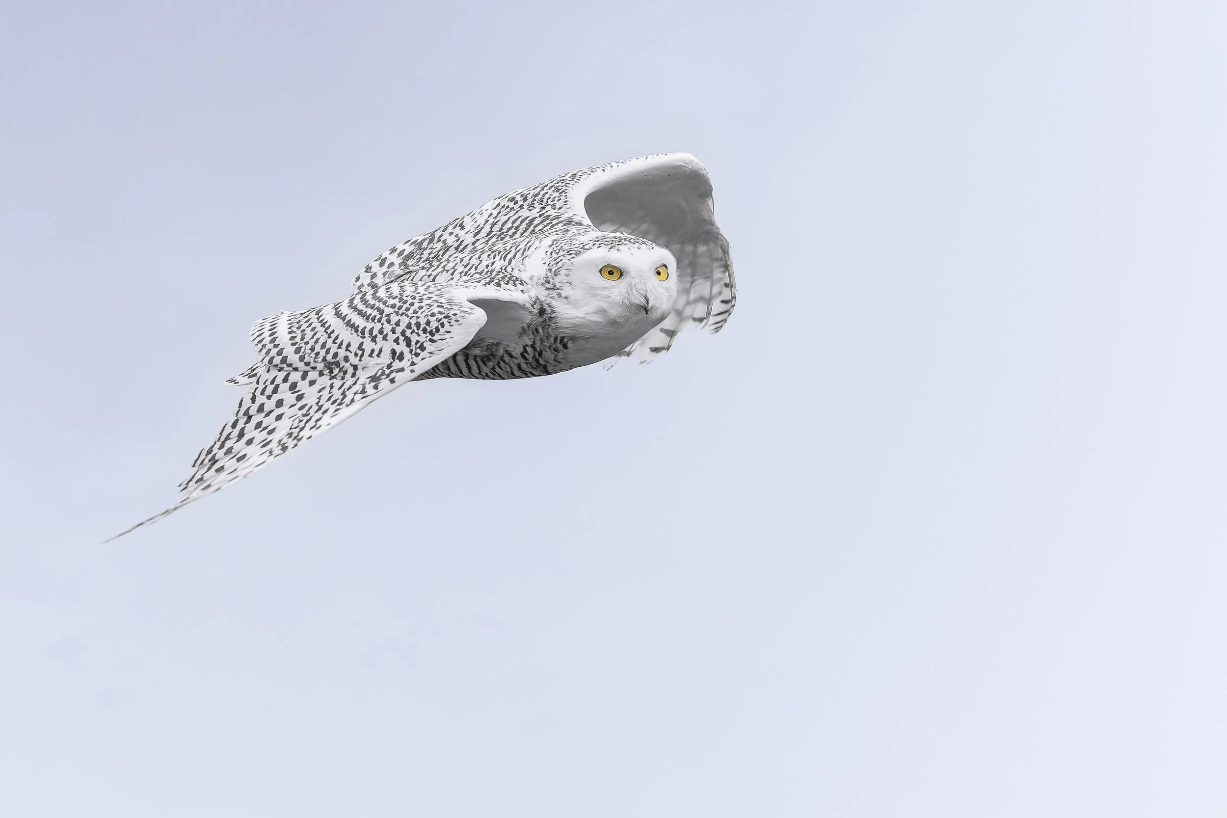 Snowy Owl
Warwick Castle