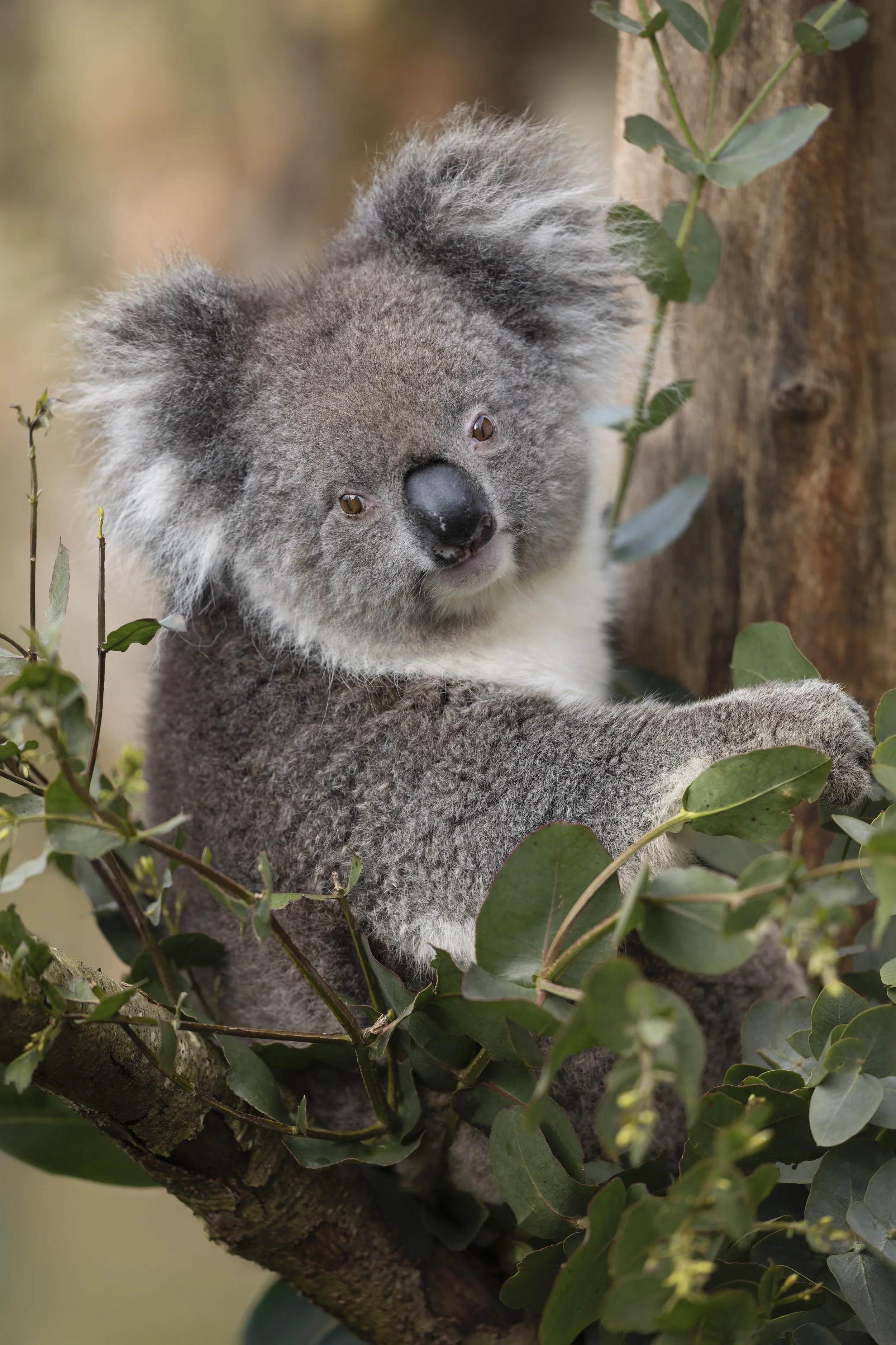 Southern Koala
Longleat