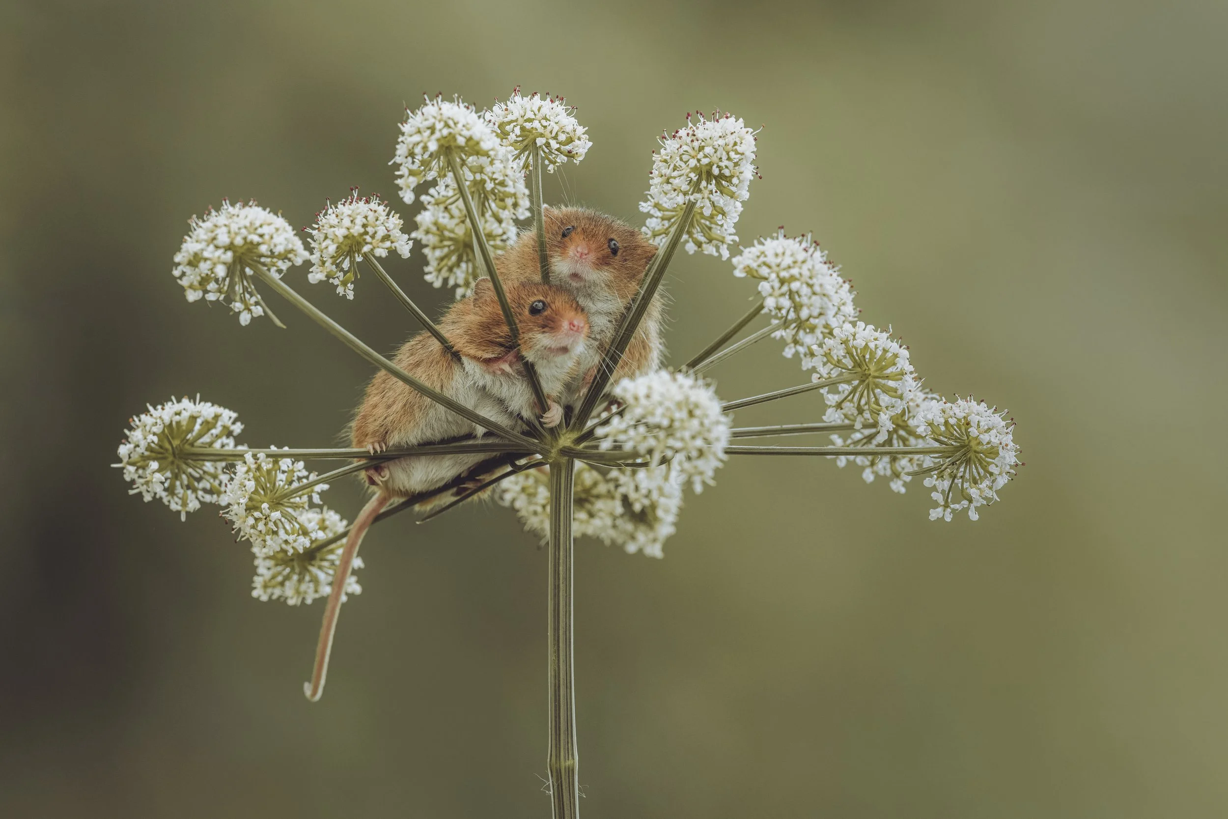 Harvest Mouse_Westcountry Wildlife Photography Centre_AR502252.jpg