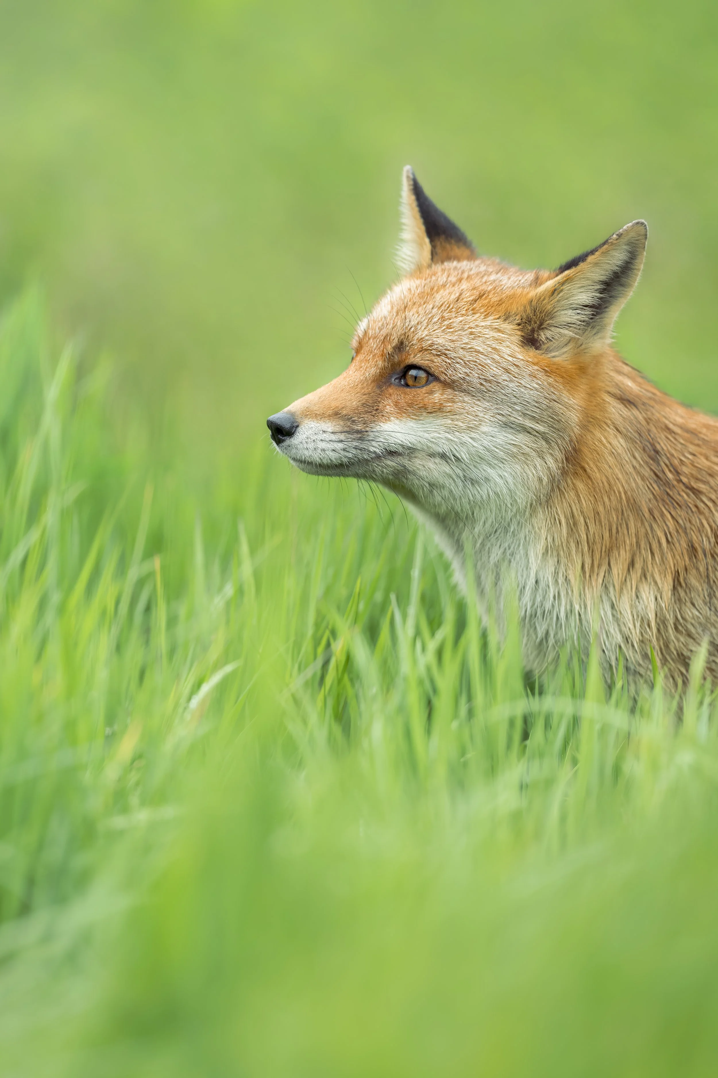 Fox
Vulpes vulpes