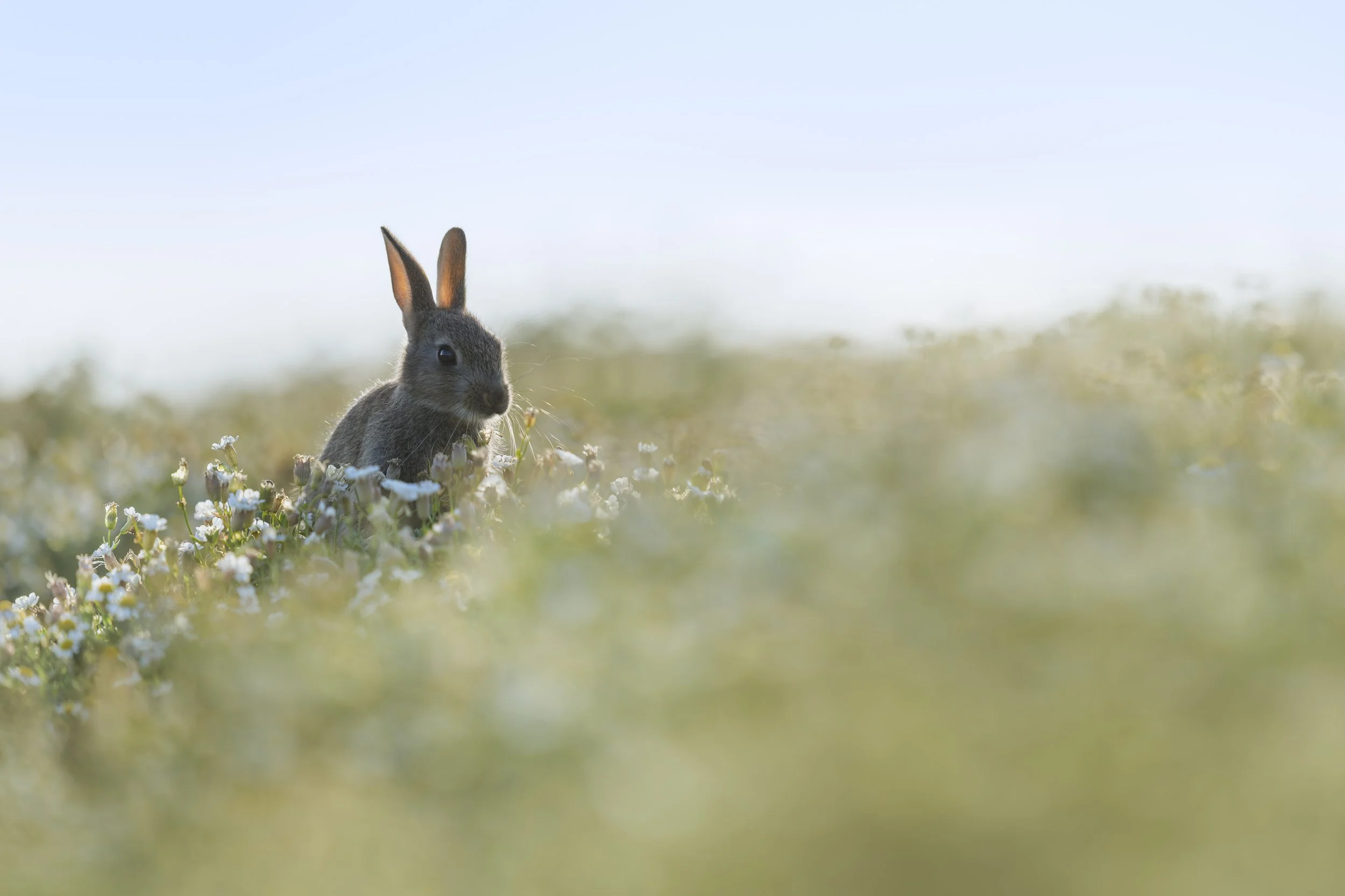 Rabbit_Skomer Island_A123835.jpg