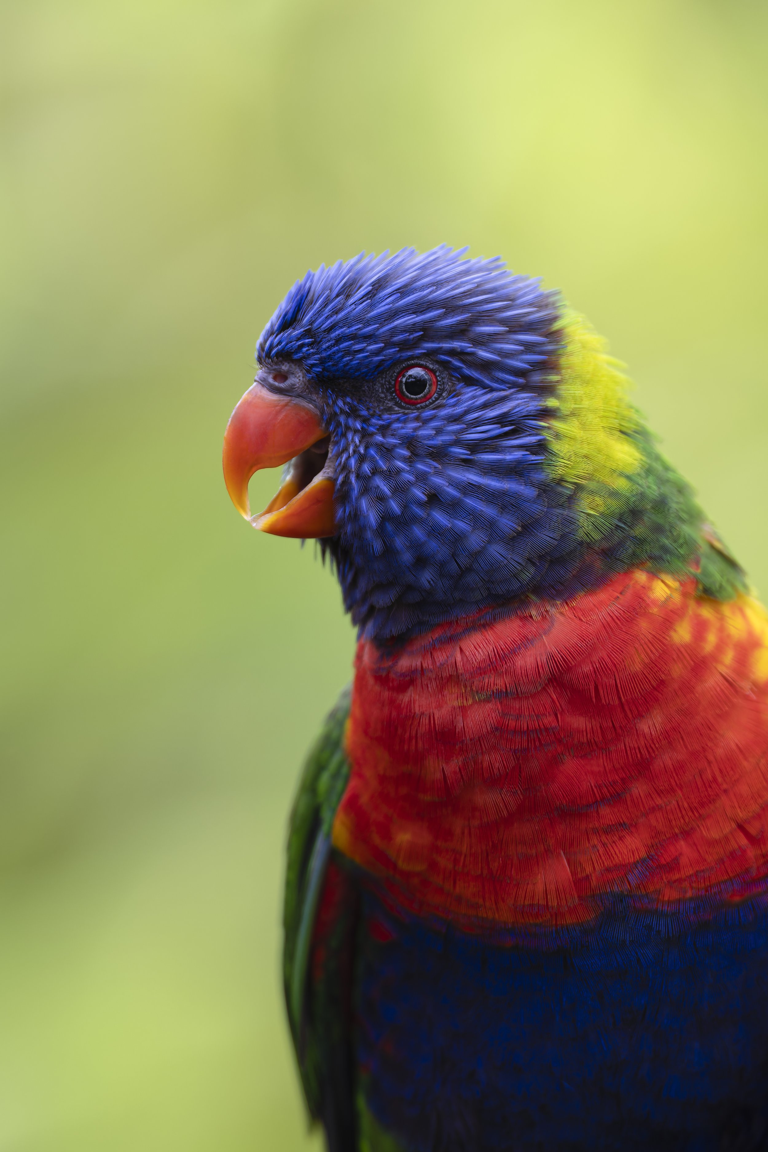 Rainbow Lorikeet
Longleat