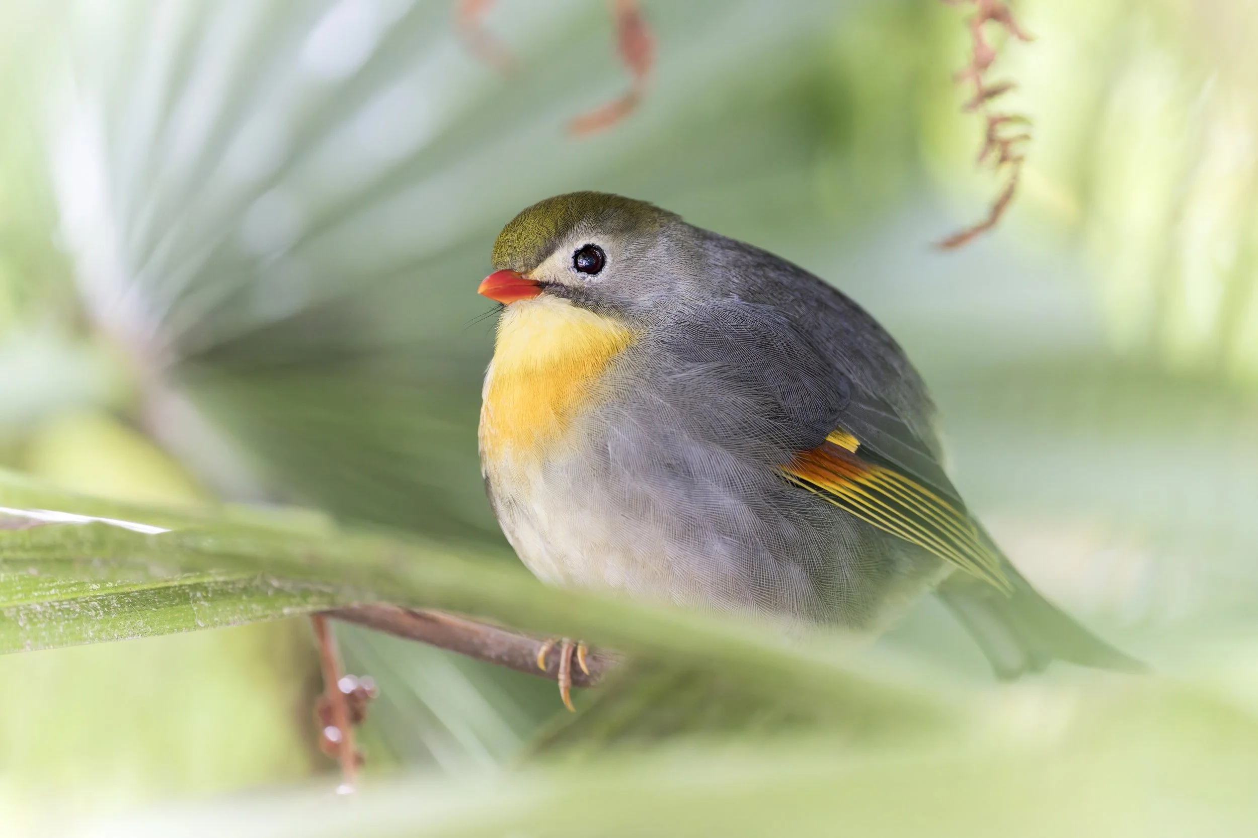 Pekin Robin
Newquay Zoo