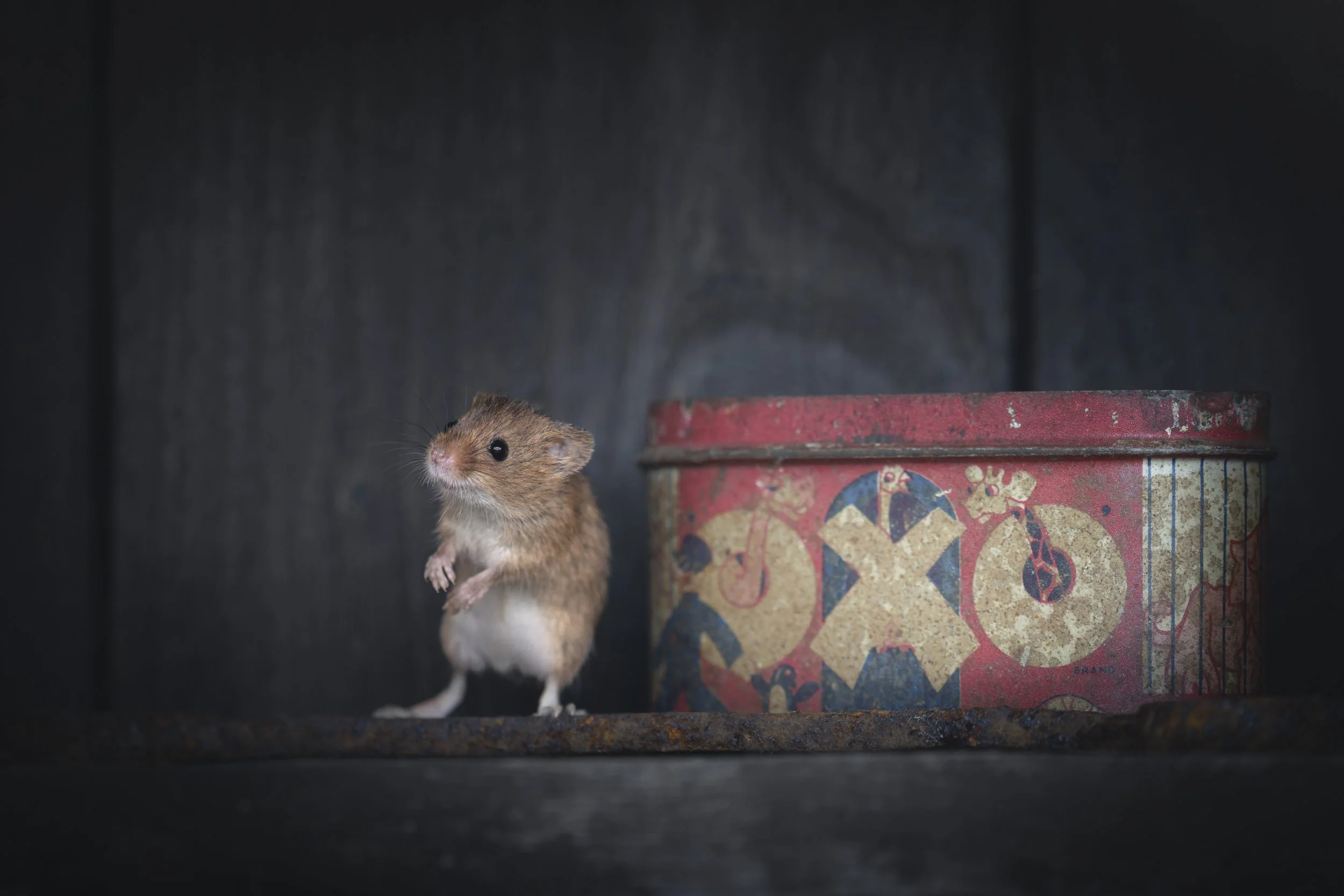Harvest Mouse_Dean Mason's Windows on Wildlife Hide_AR507660.jpg