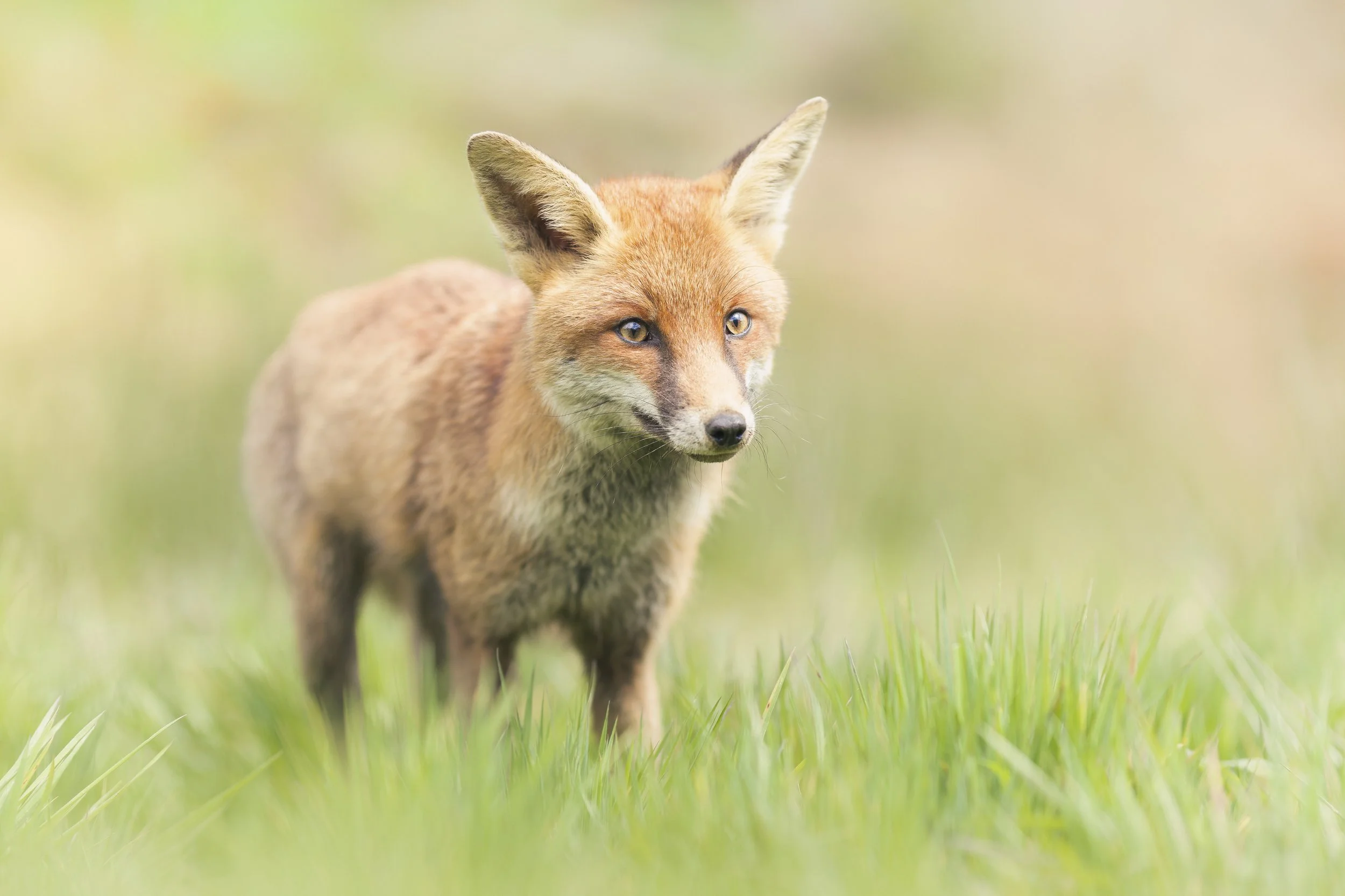 Fox_Westcountry Wildlife Photography Centre_AR503136.jpg