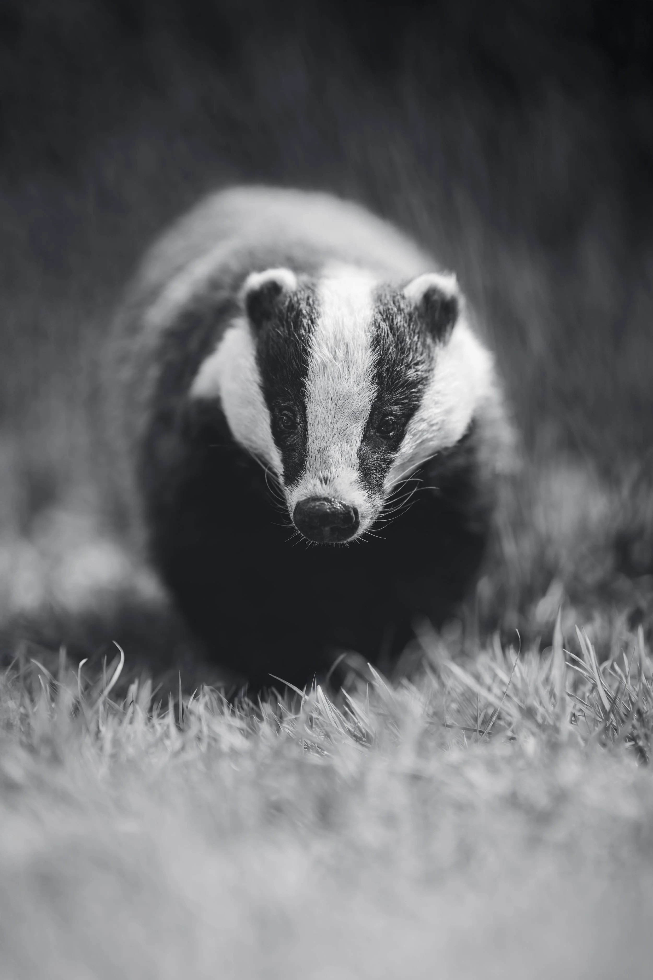 Badger_Westcountry Wildlife Photography Centre_AR503169.jpg