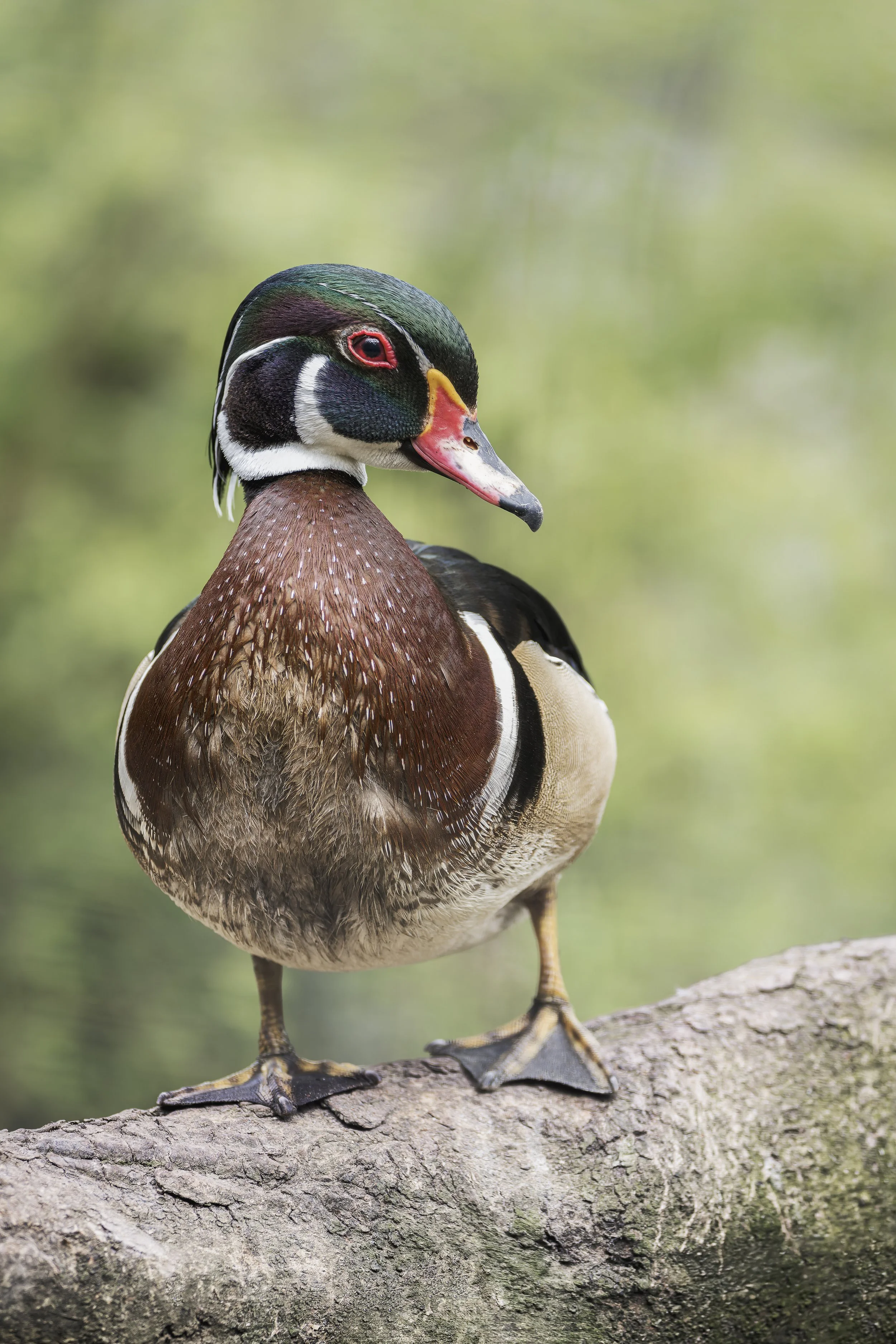 Wood Duck
Axe Valley Wildlife Park