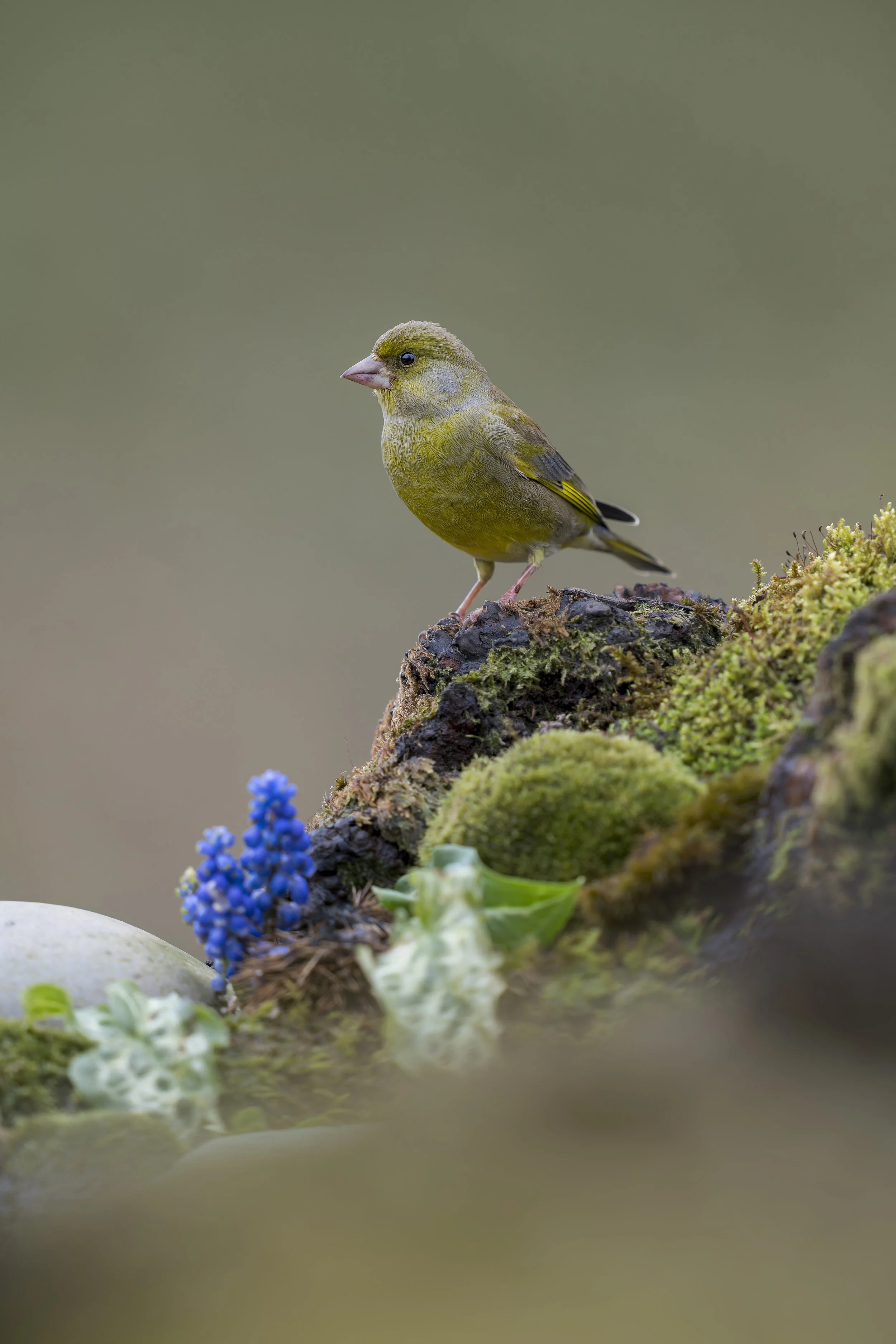 Greenfinch
Chloris chloris