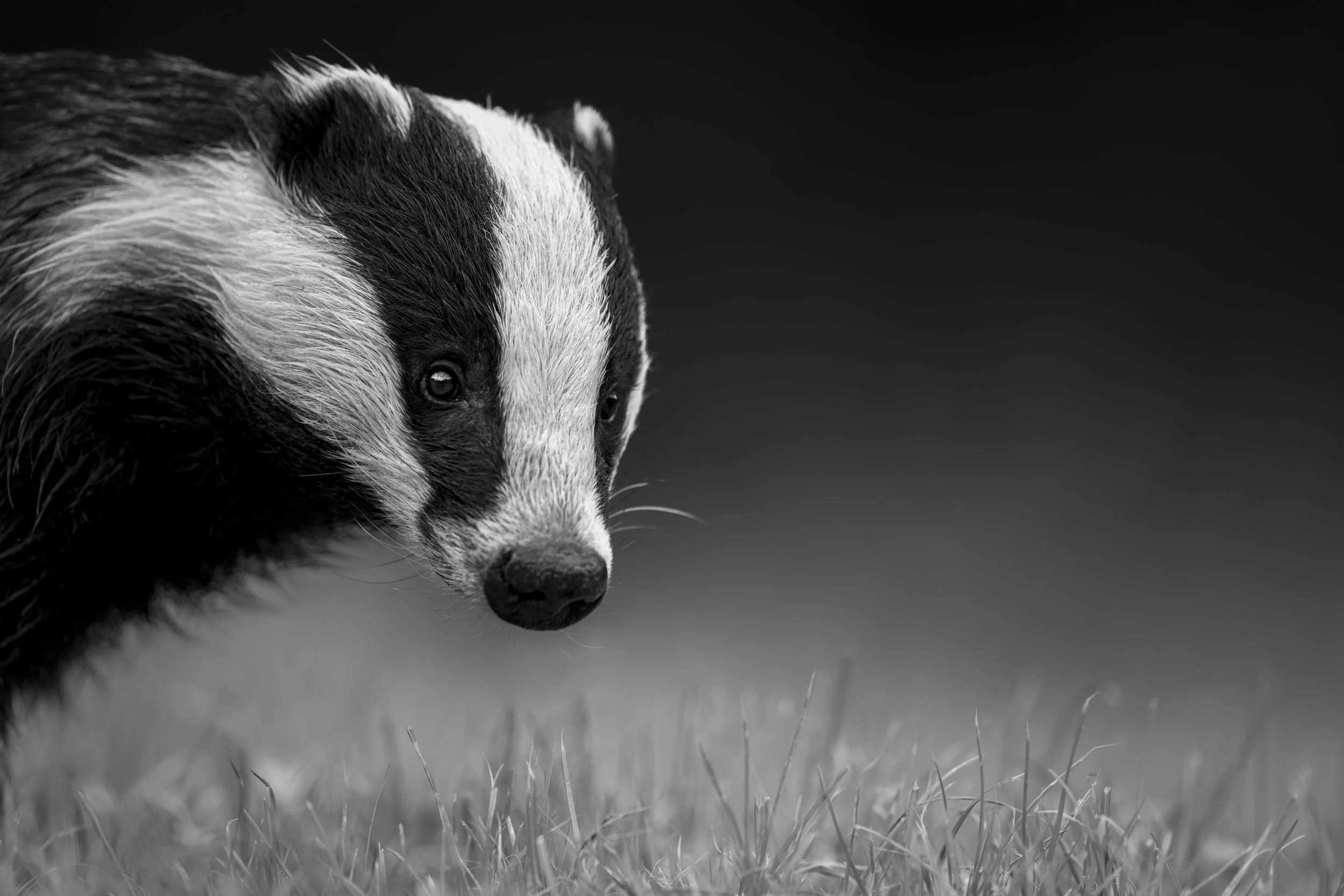 Badger_Westcountry Wildlife Photography Centre_AR502154.jpg