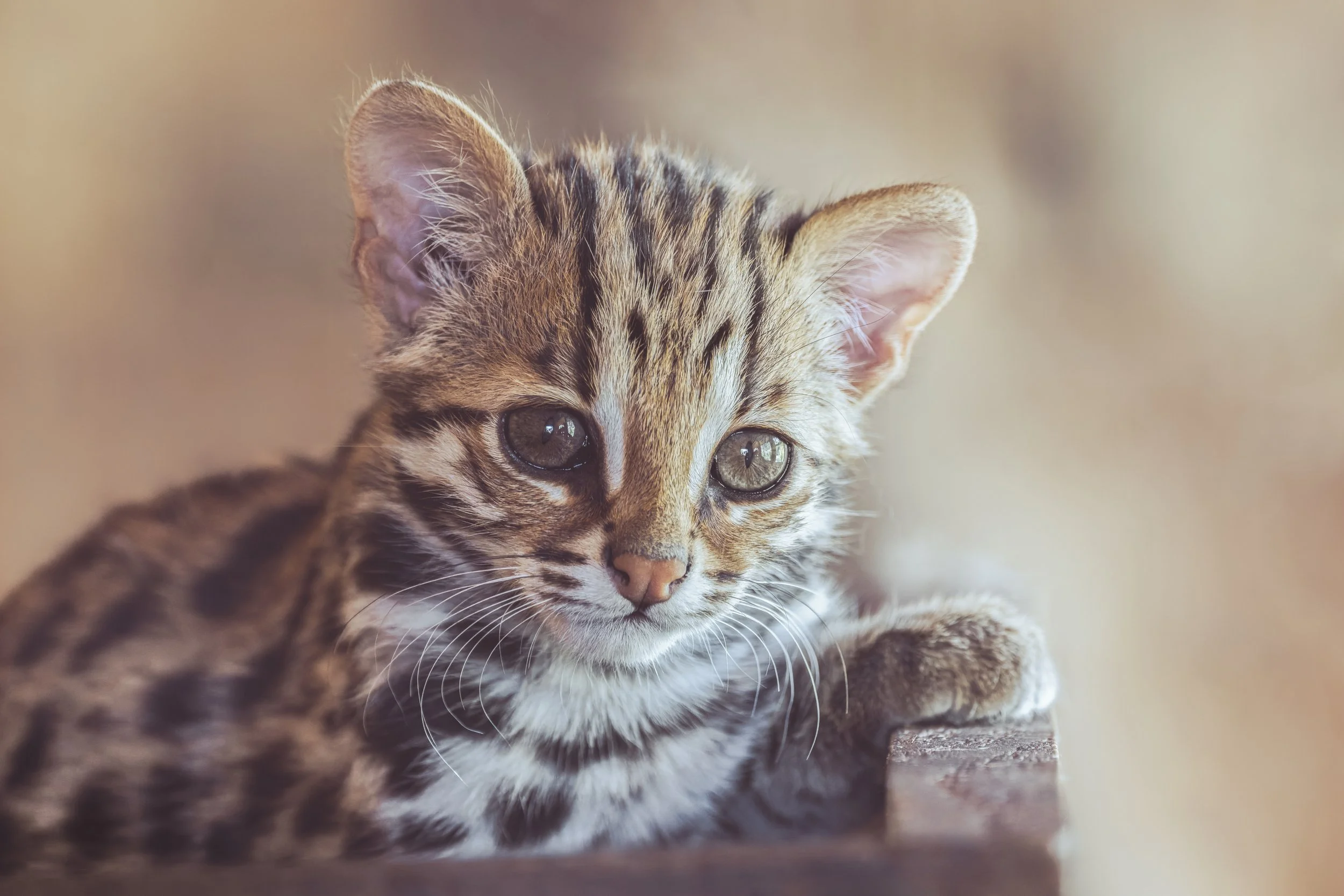 Leopard Cat
Axe Valley Wildlife Park