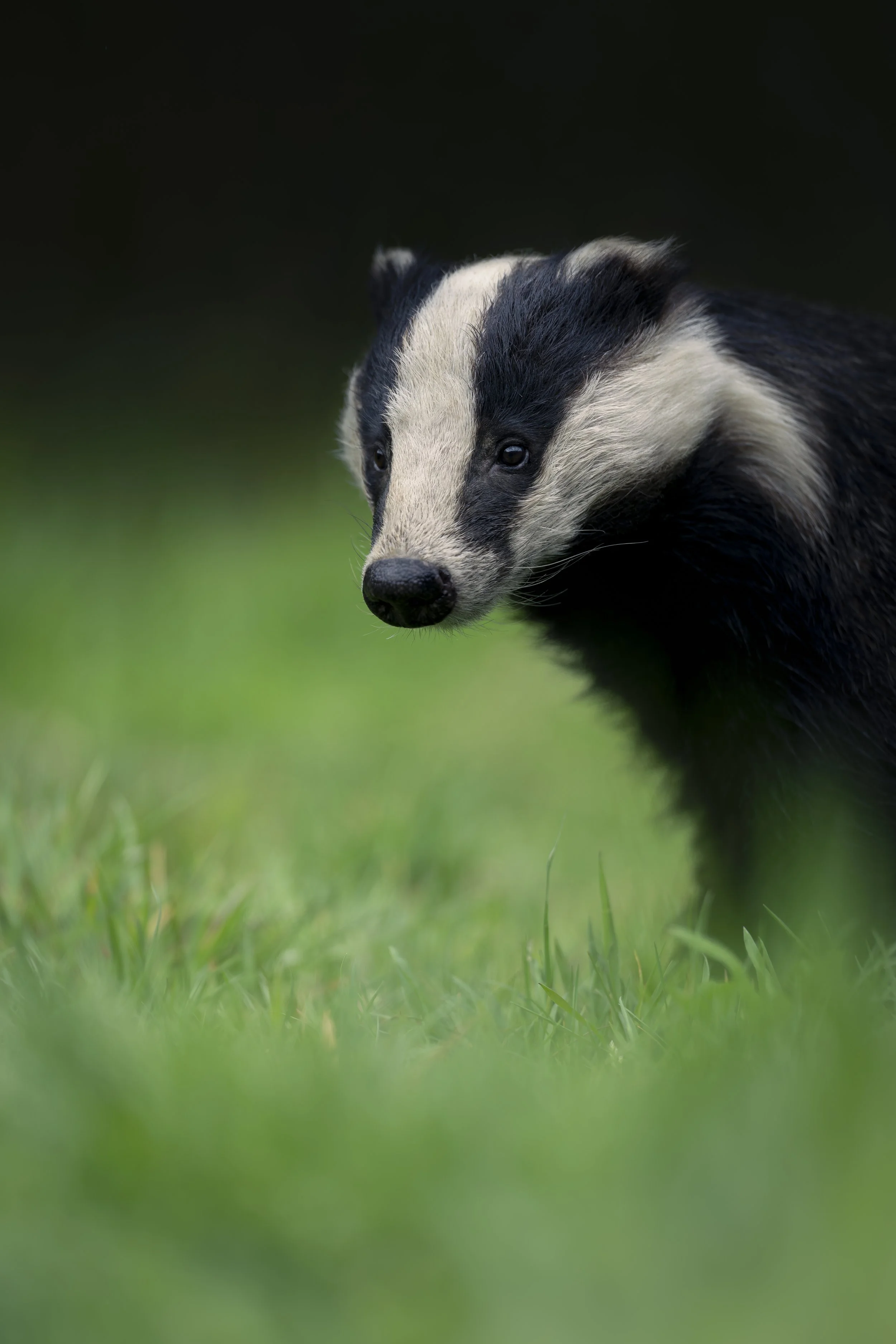 Badger
Meles meles
