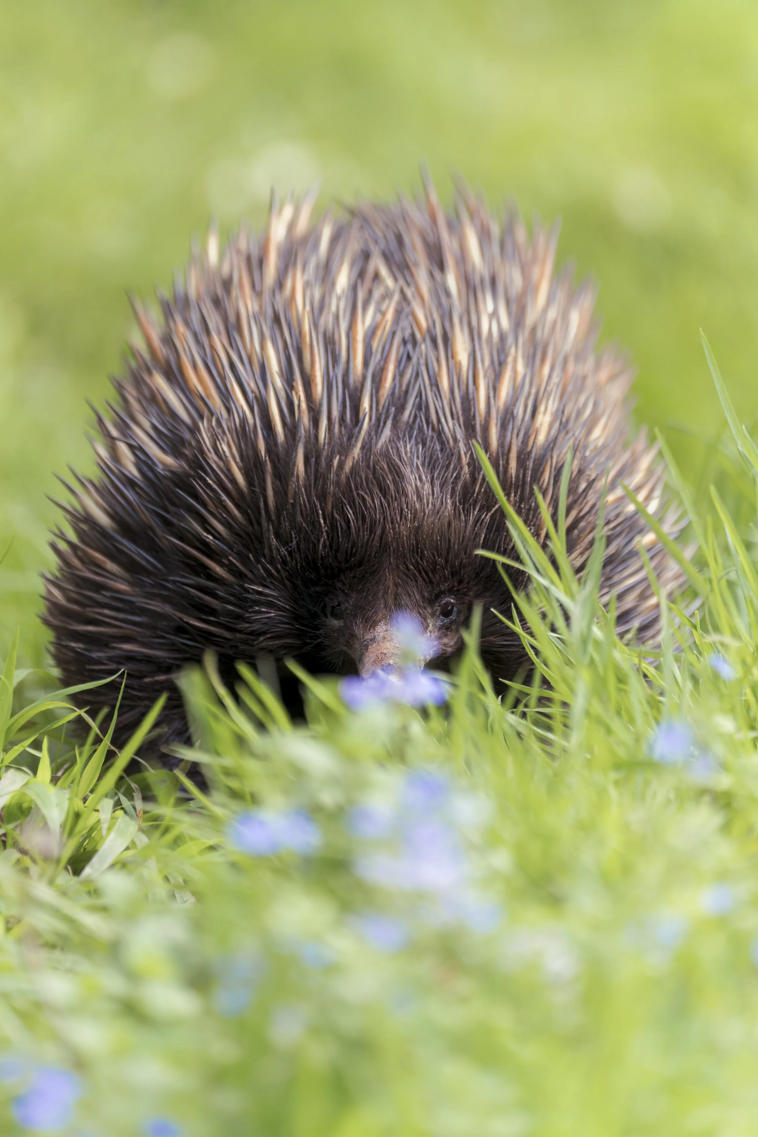 Short-Beaked Echidna
Paignton Zoo