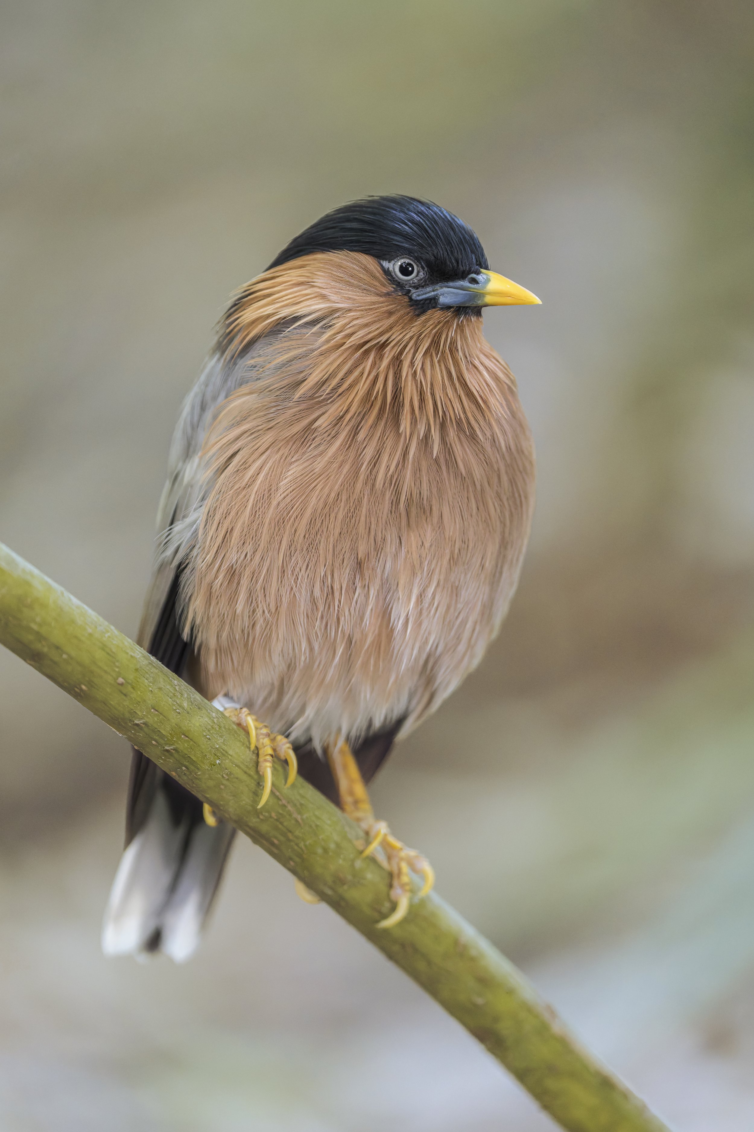 Pagoda Starling
Newquay Zoo