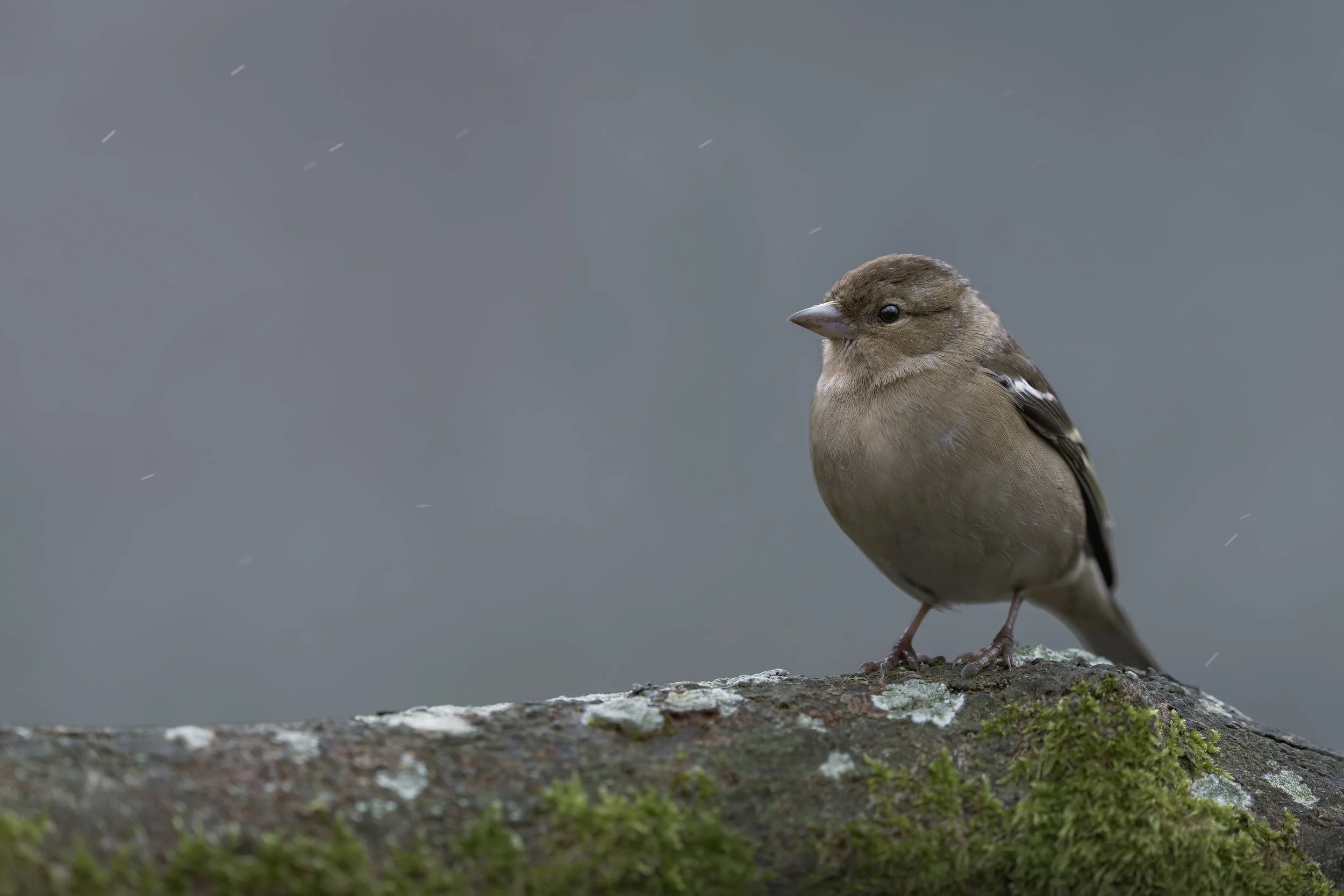 Chaffinch_A120377.jpg