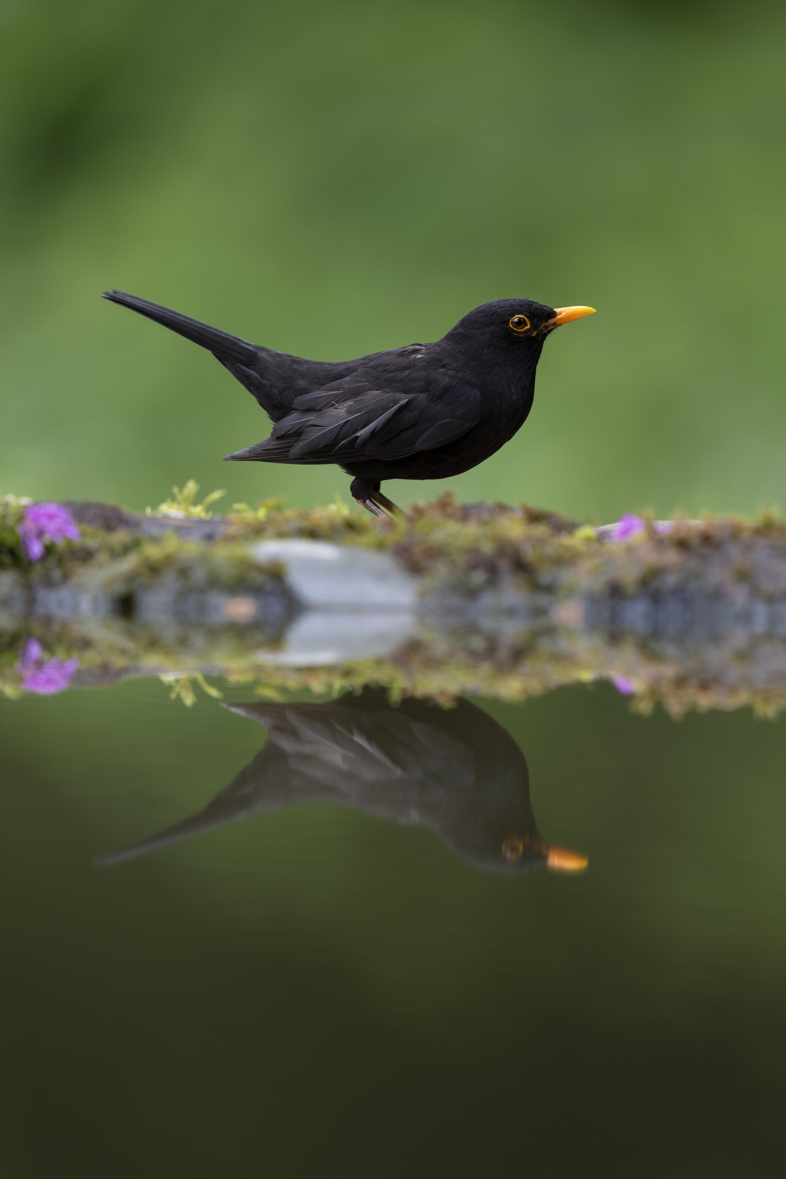 Blackbird
Turdus merula