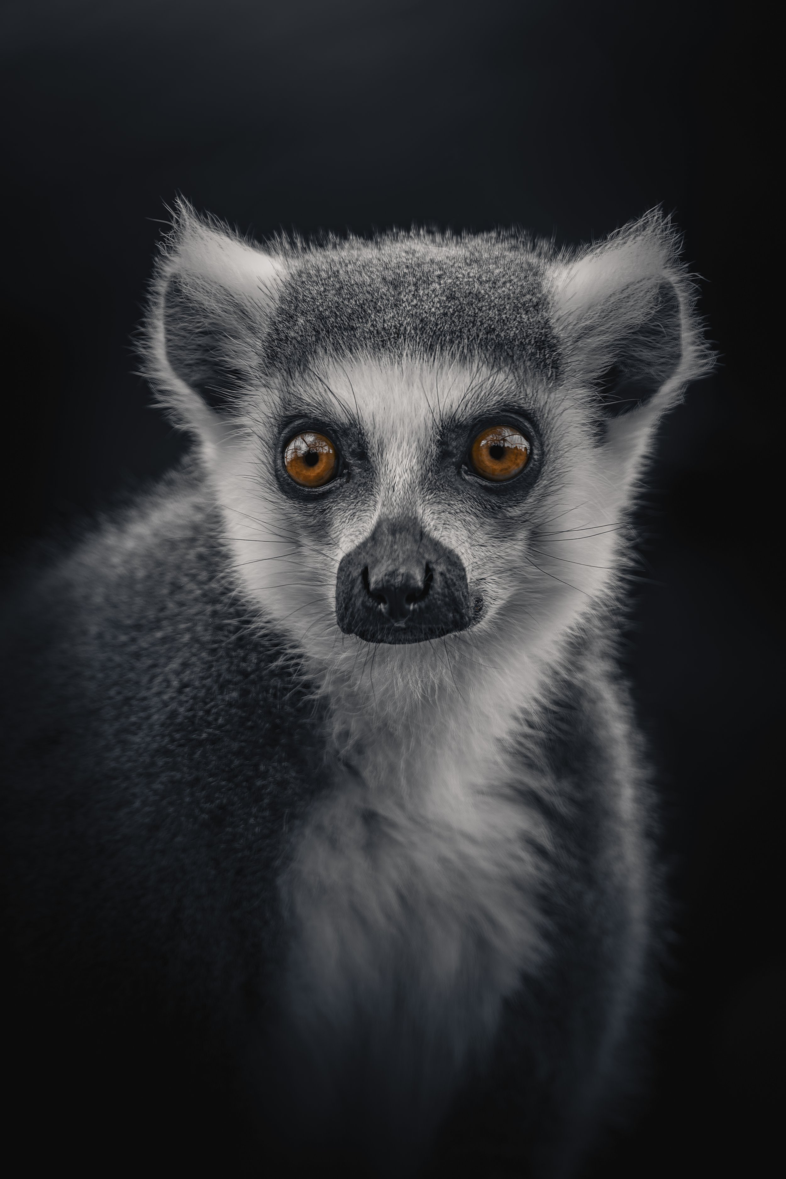 Ring-Tailed Lemur
Axe Valley Wildlife Park