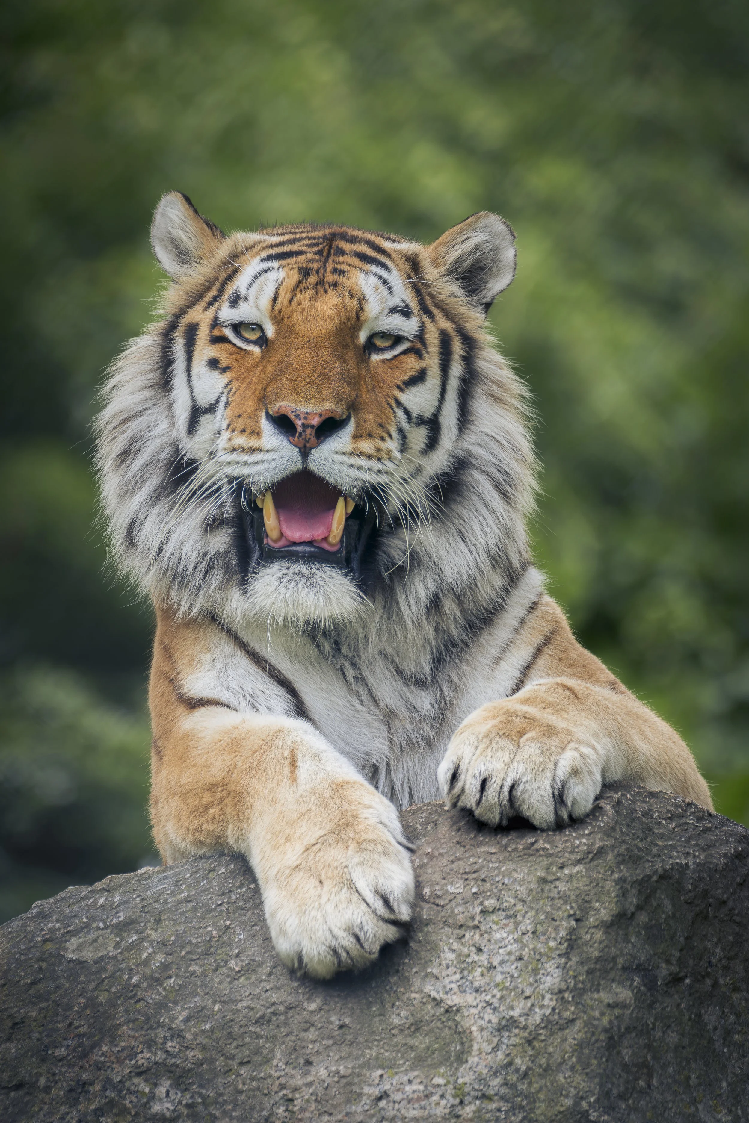 Amur Tiger
Dartmoor Zoo
