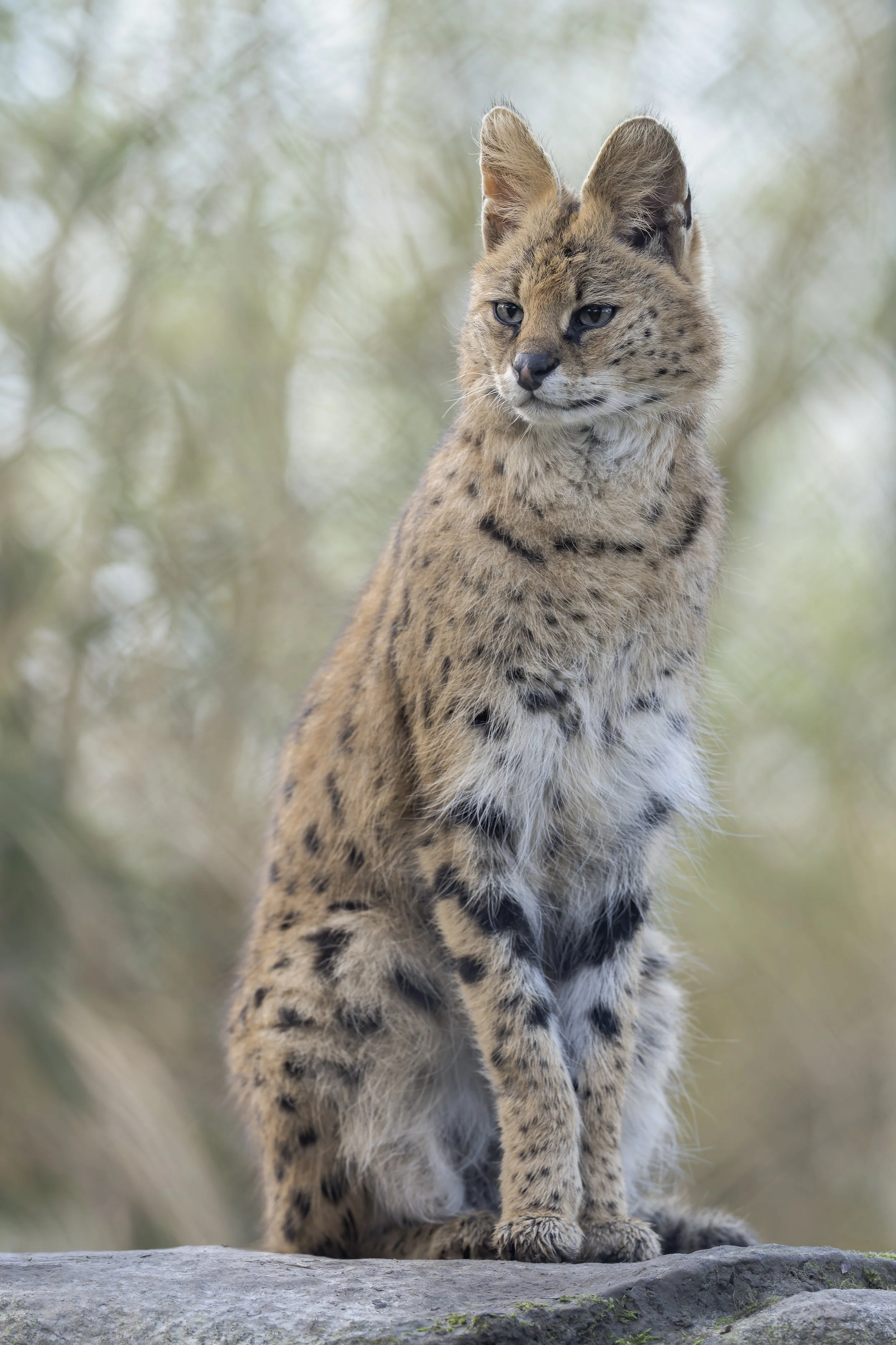 Serval
Exmoor Zoo