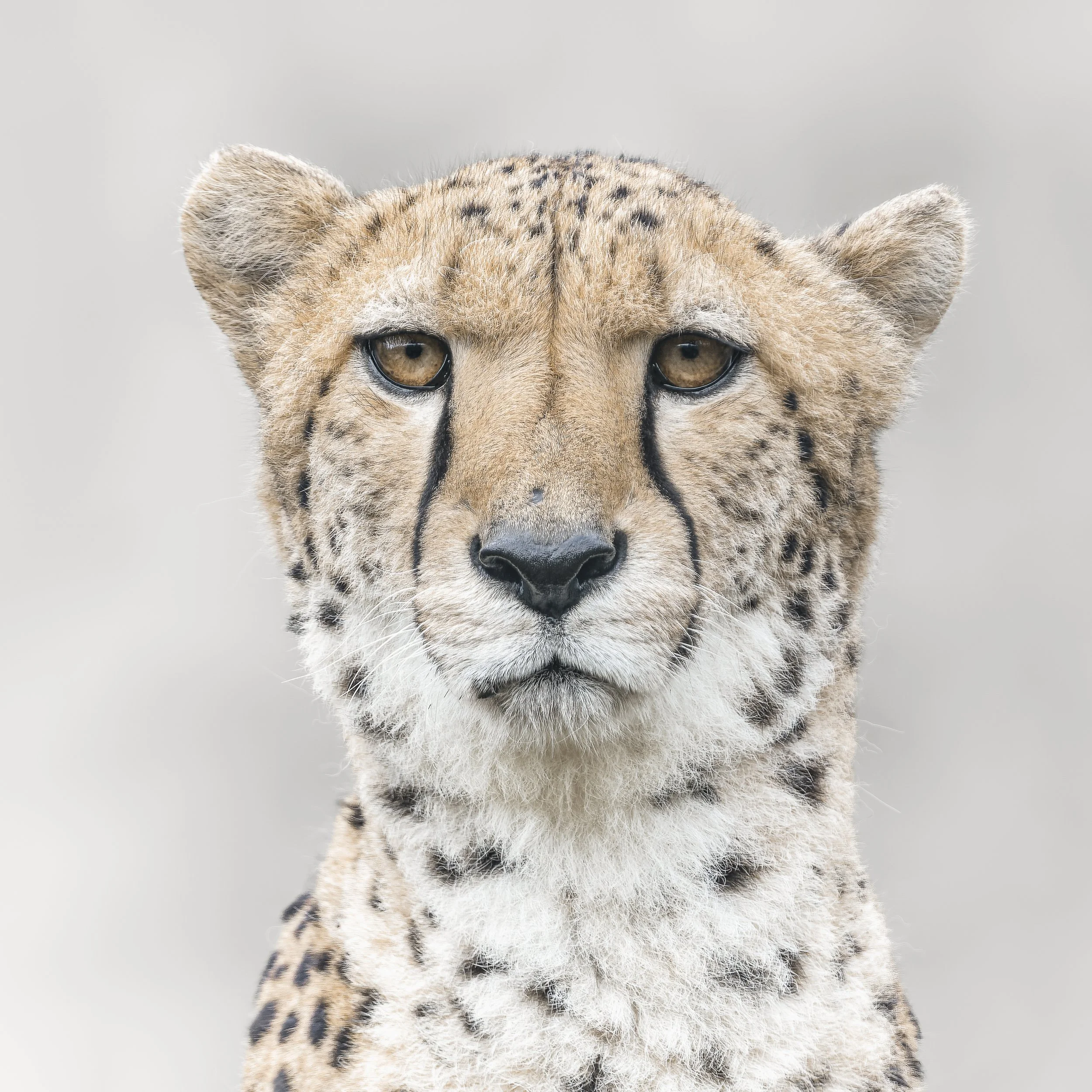 Cheetah
Paignton Zoo