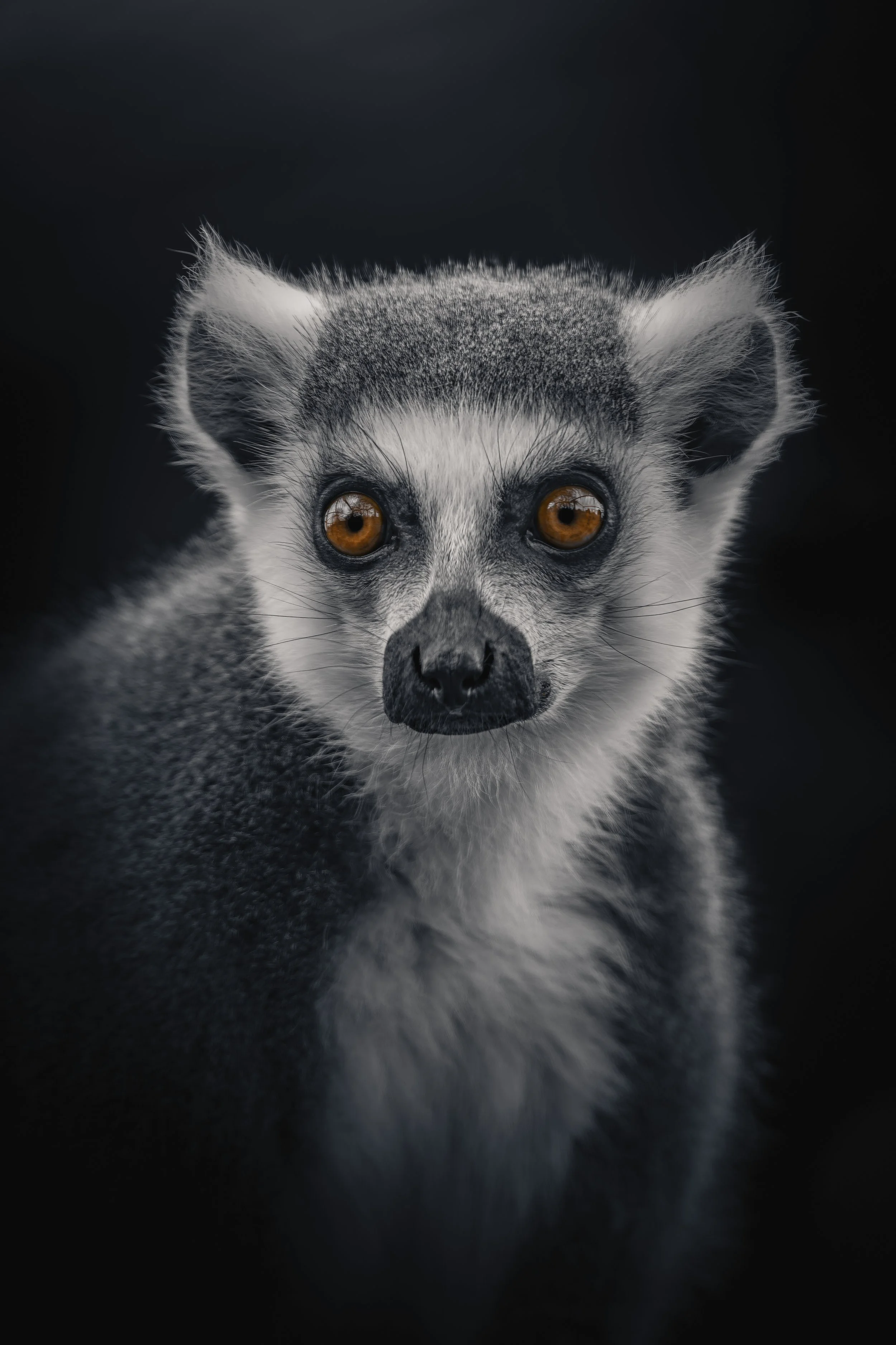Ring-Tailed Lemur
Axe Valley Wildlife Park