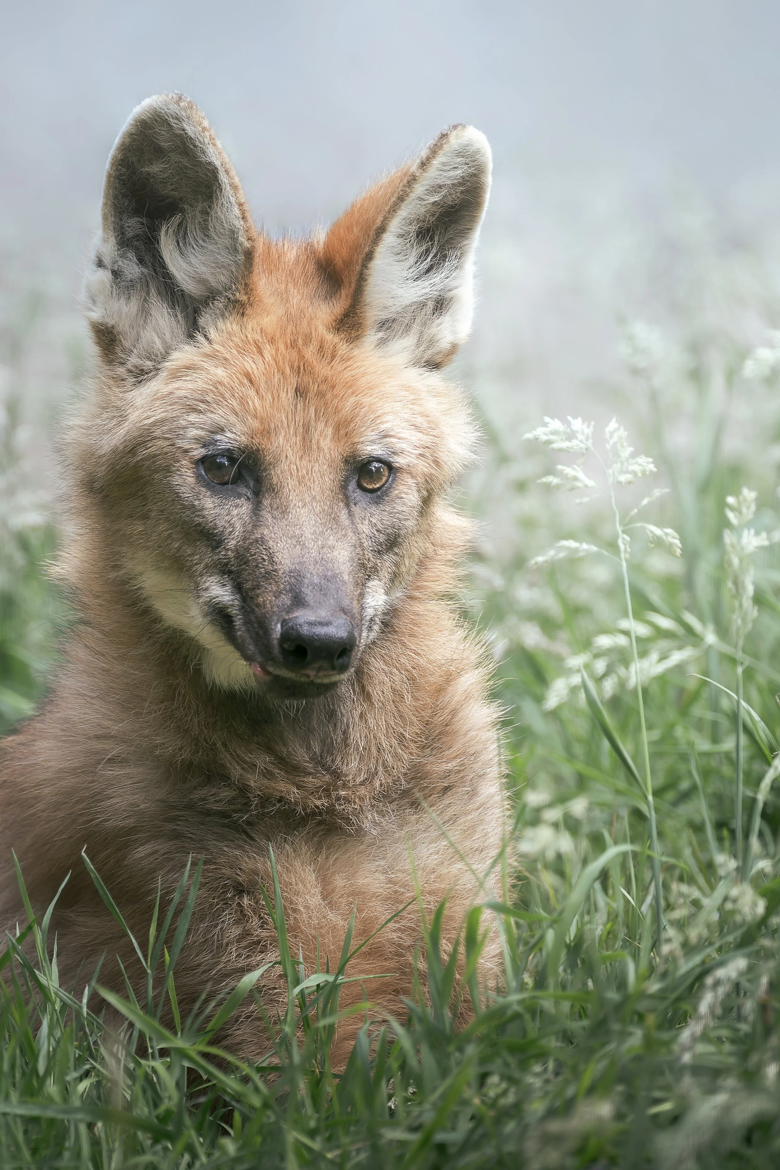Maned Wolf Pup
Exmoor Zoo