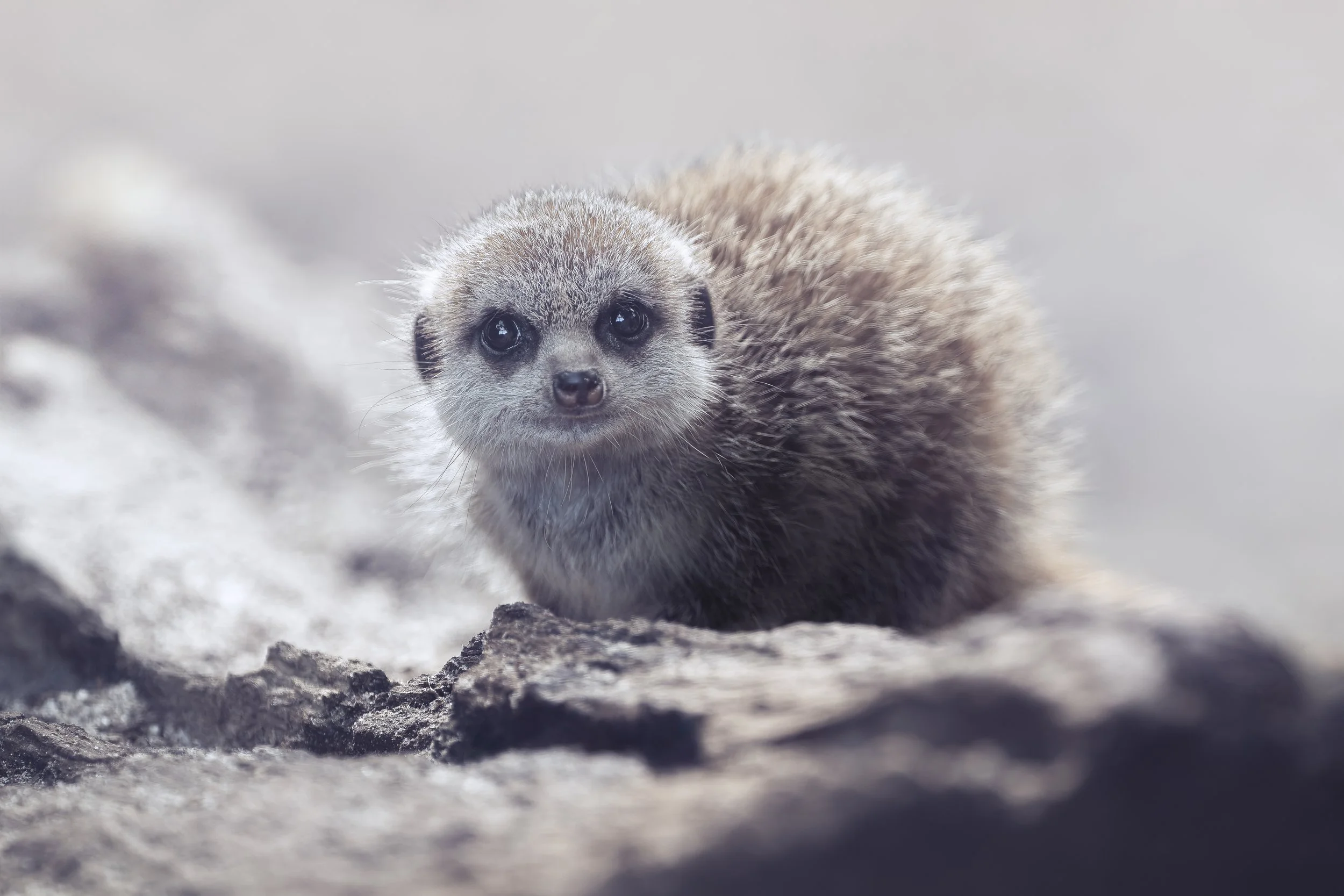 Meerkat
Axe Valley Wildlife Park